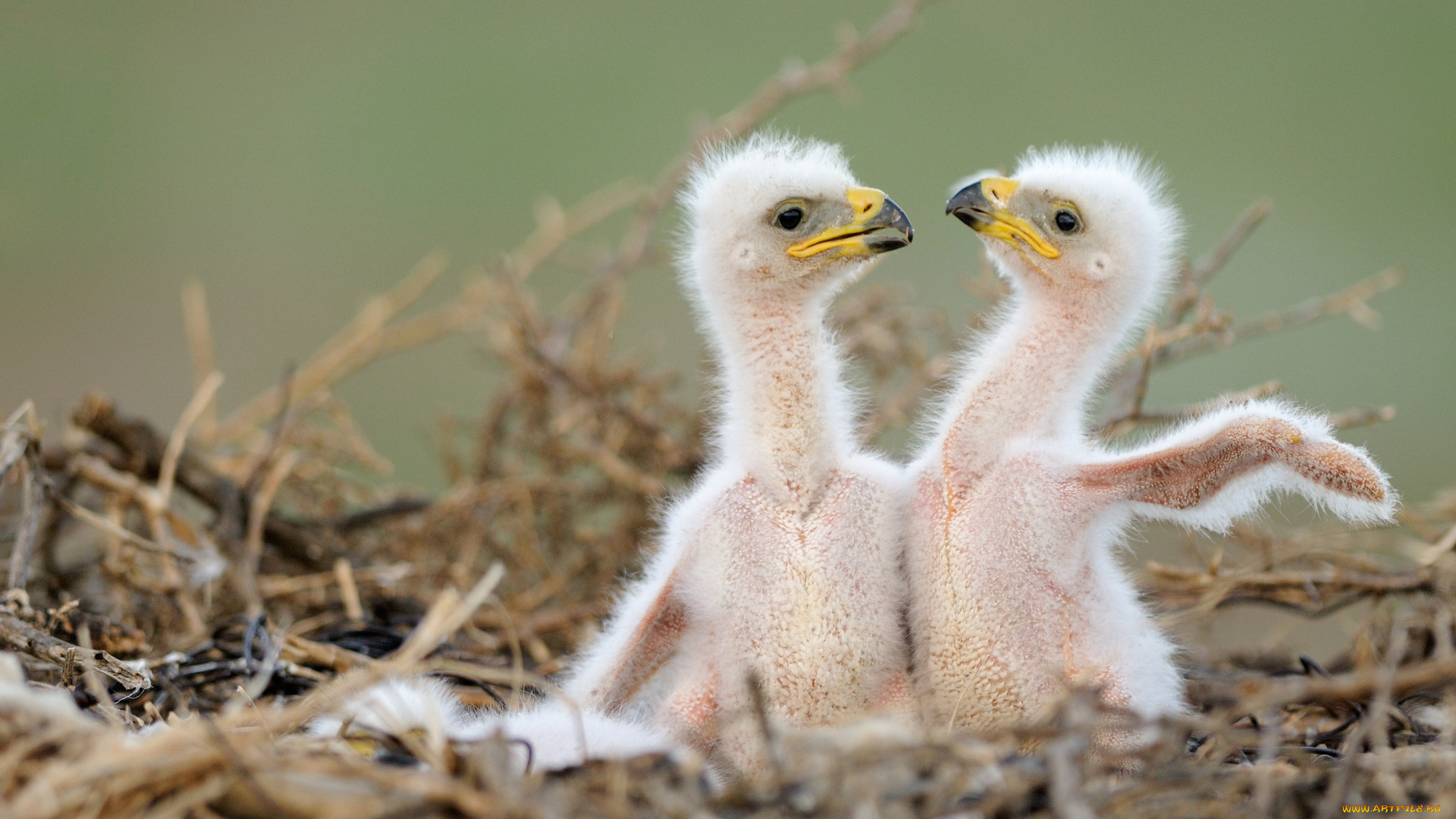 животные, птицы, -, хищники, близнецы, братья, гнездо, птенцы, хищники, орёл, орлята