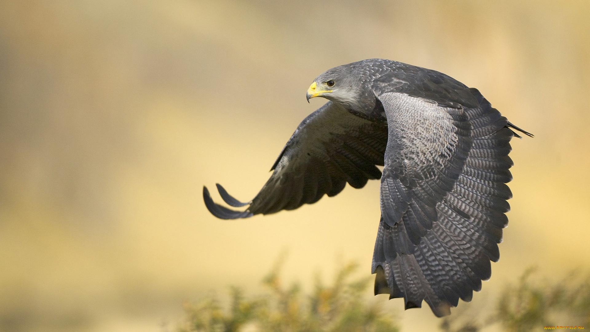 животные, птицы, -, хищники, крылья, полёт, хищник, птица, летит, сокол