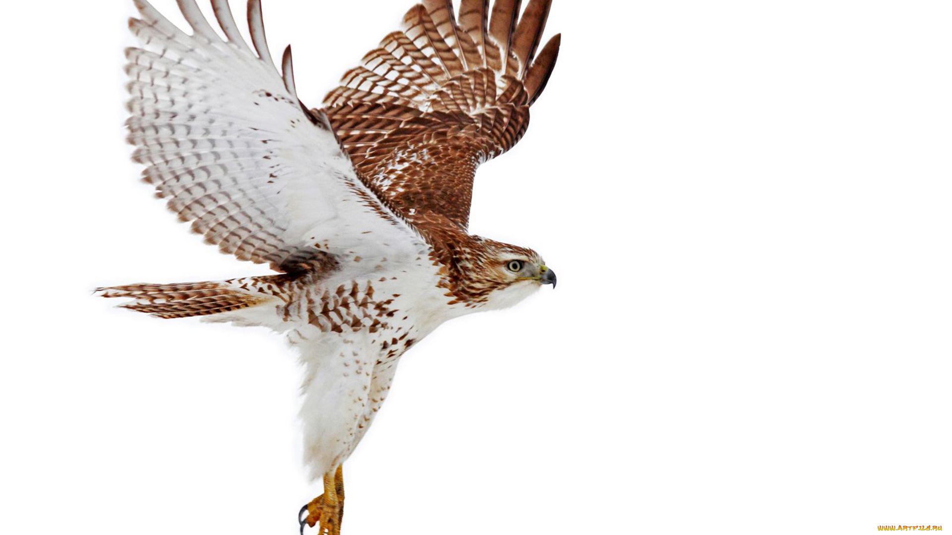 животные, птицы, -, хищники, летит, крылья, птица, хищник, сокол