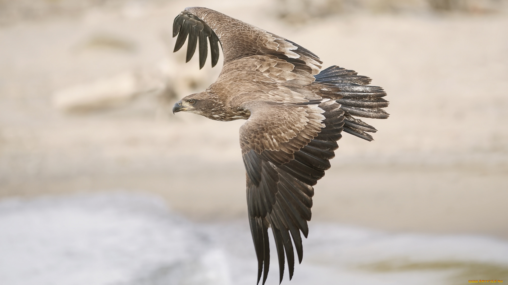 животные, птицы, -, хищники, птичка