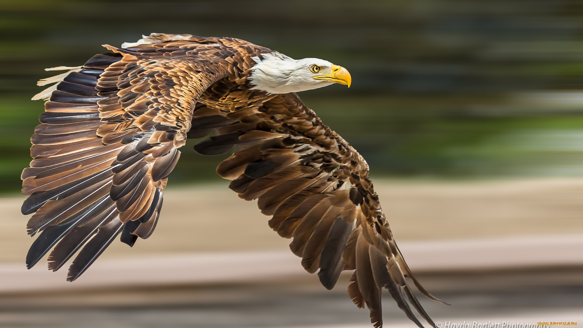 животные, птицы, -, хищники, птичка