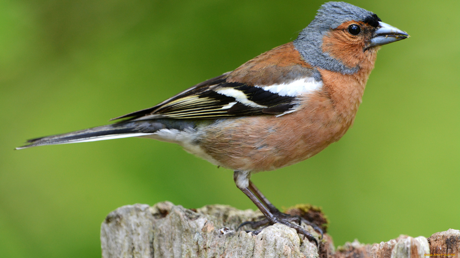 животные, птицы, птичка