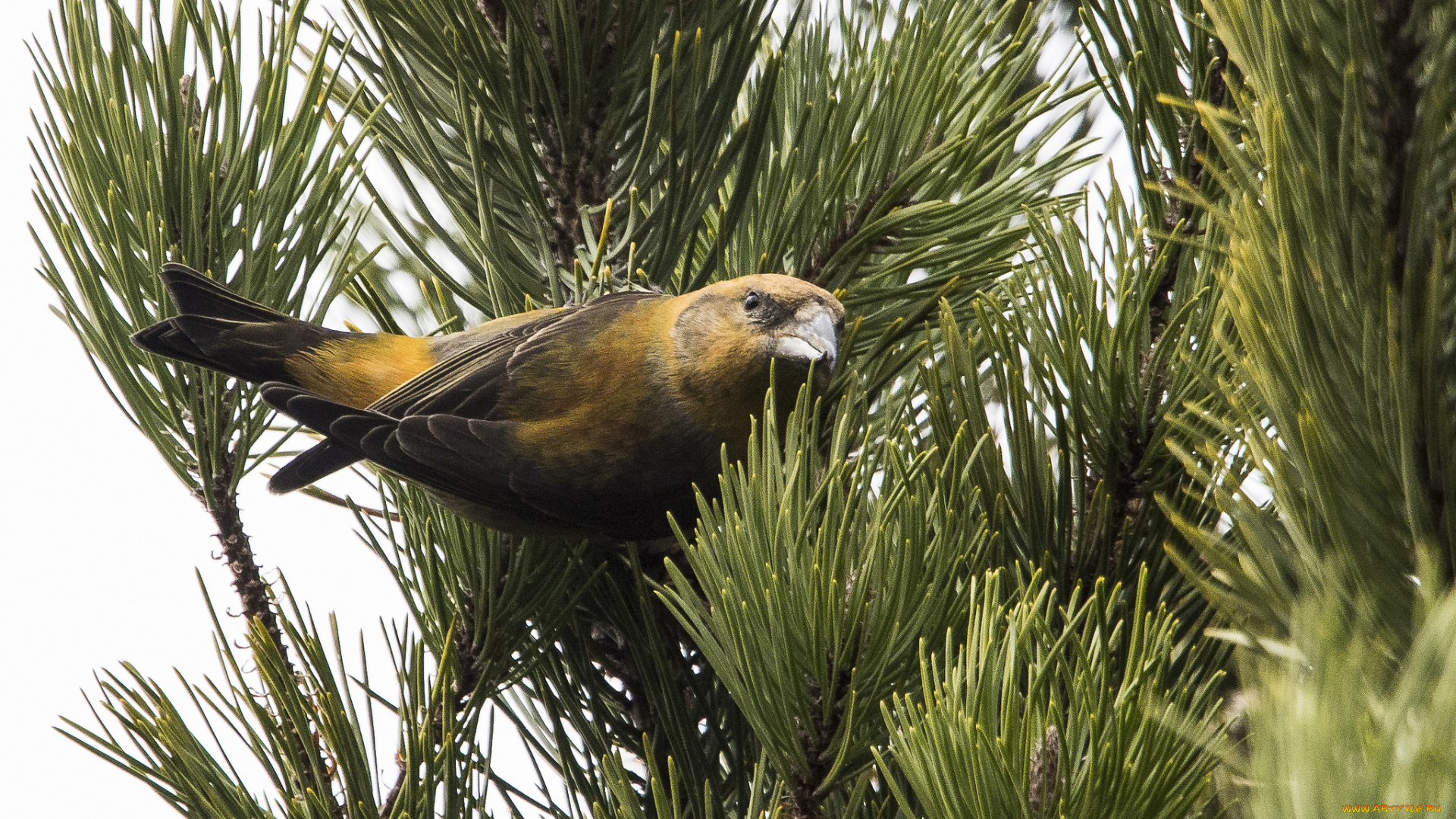 животные, птицы, птичка