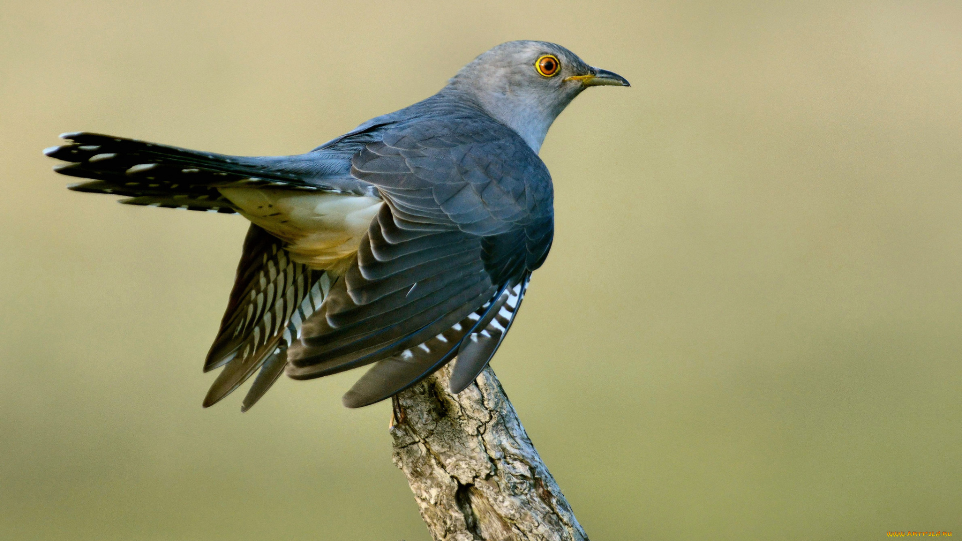 животные, птицы, птичка