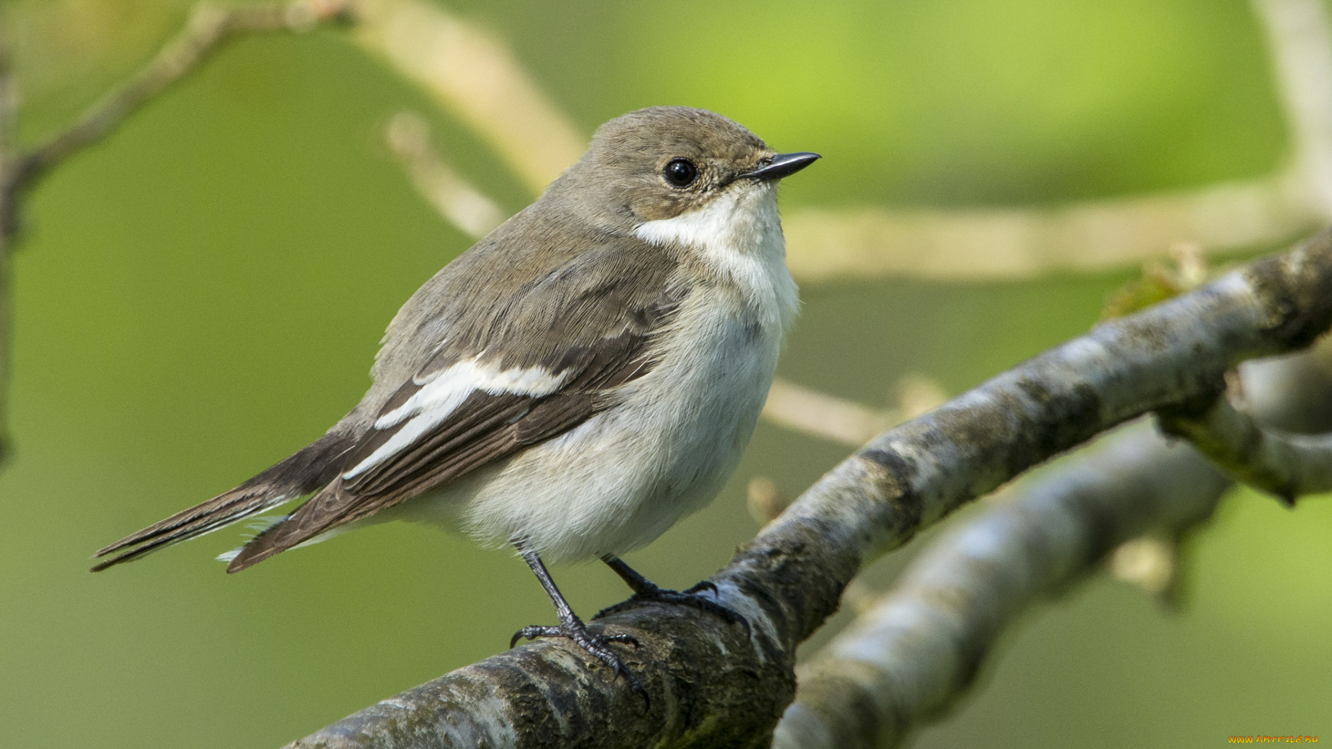 животные, птицы, птичка