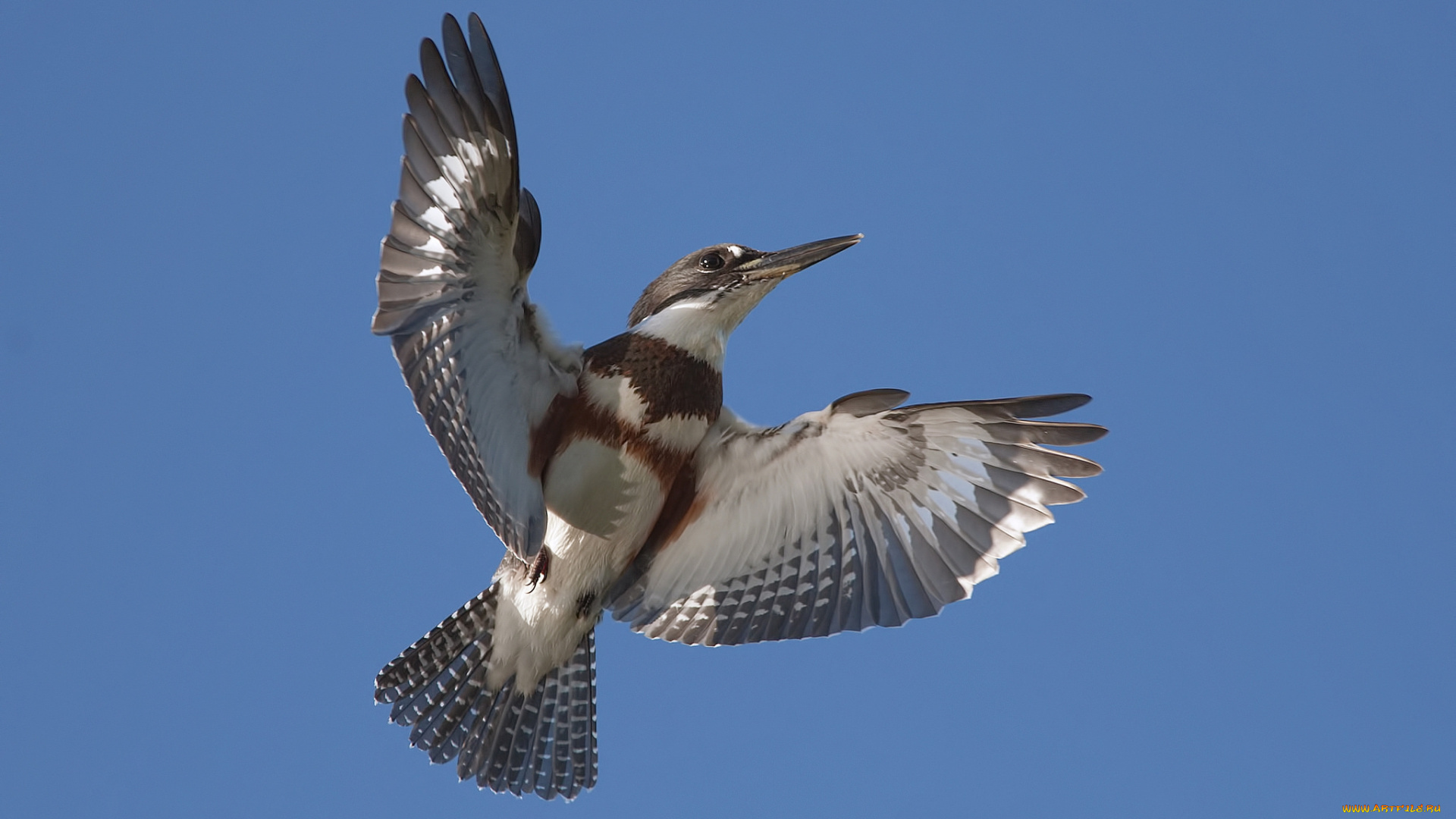 животные, птицы, птичка