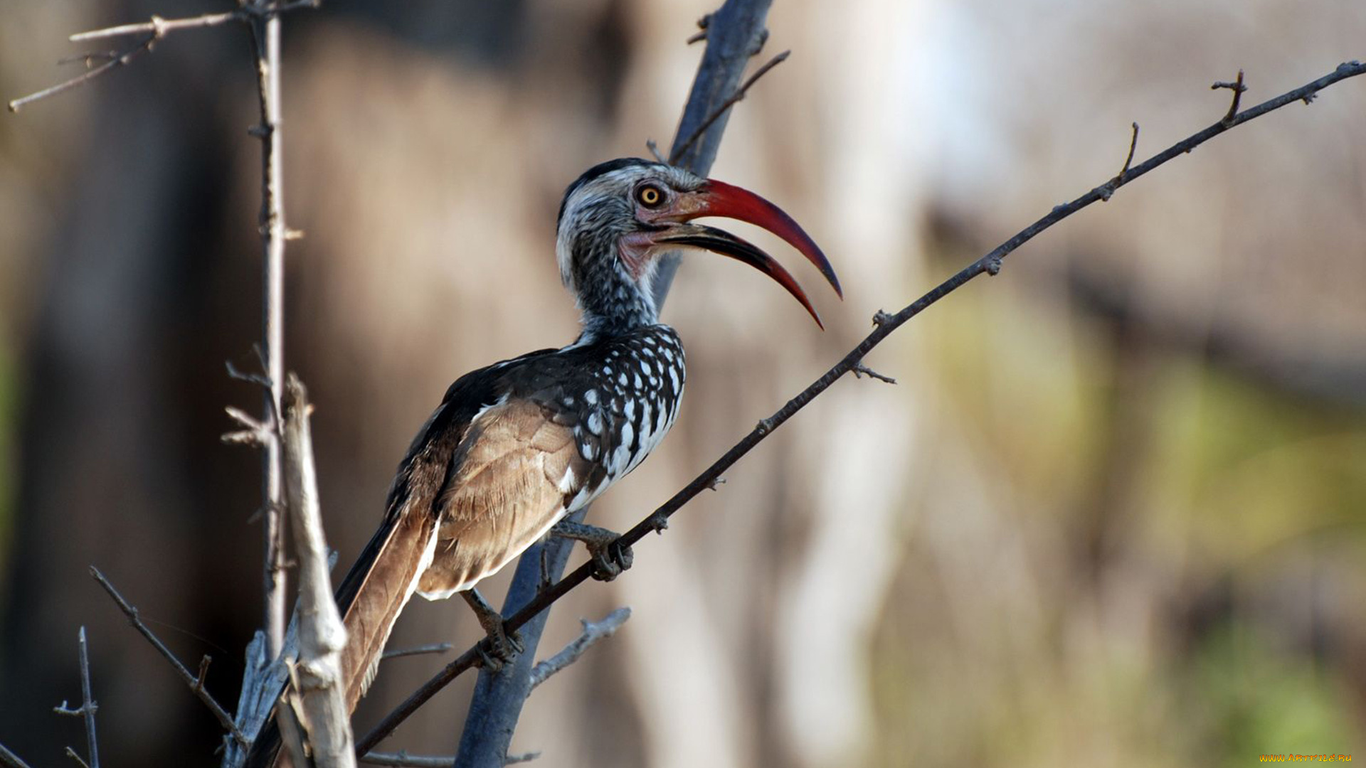 животные, птицы, ветка, клюв, экзотическая, птица