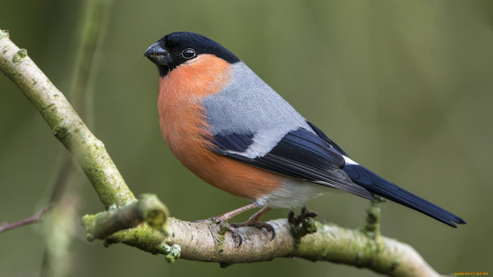 животные, снегири, птичка