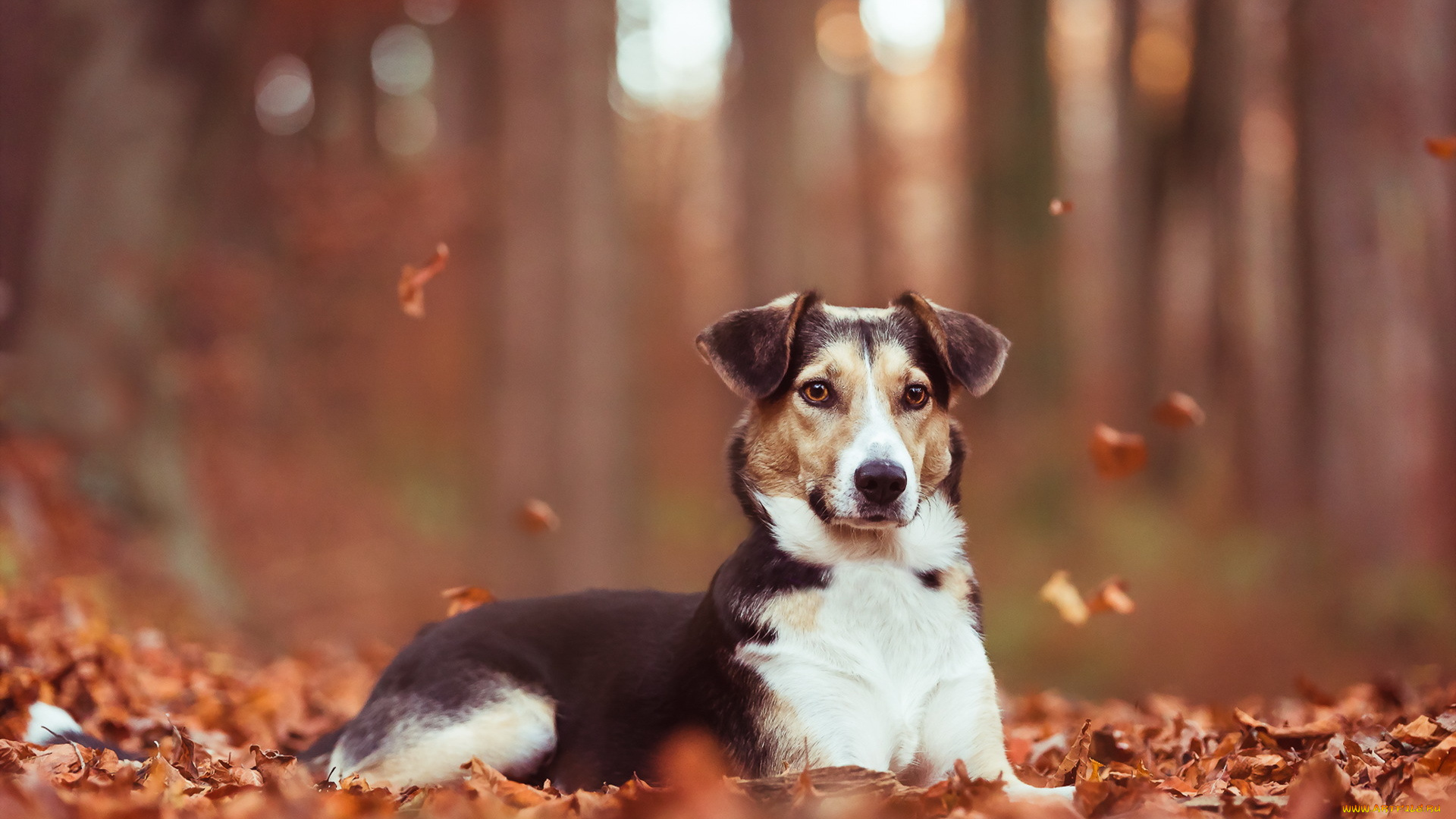 животные, собаки, друг, собака, осень, взгляд