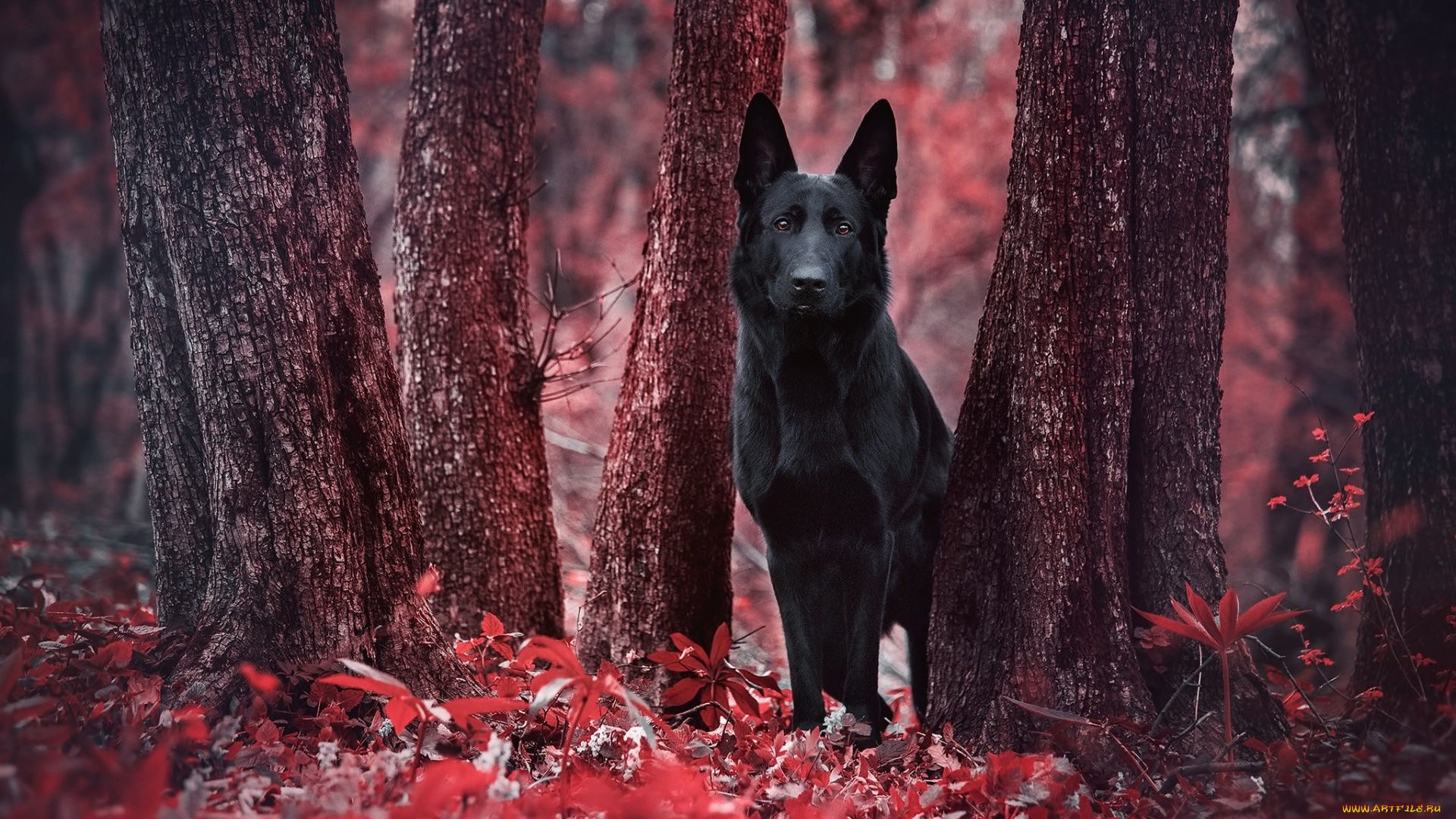 животные, собаки, лес, взгляд, собака