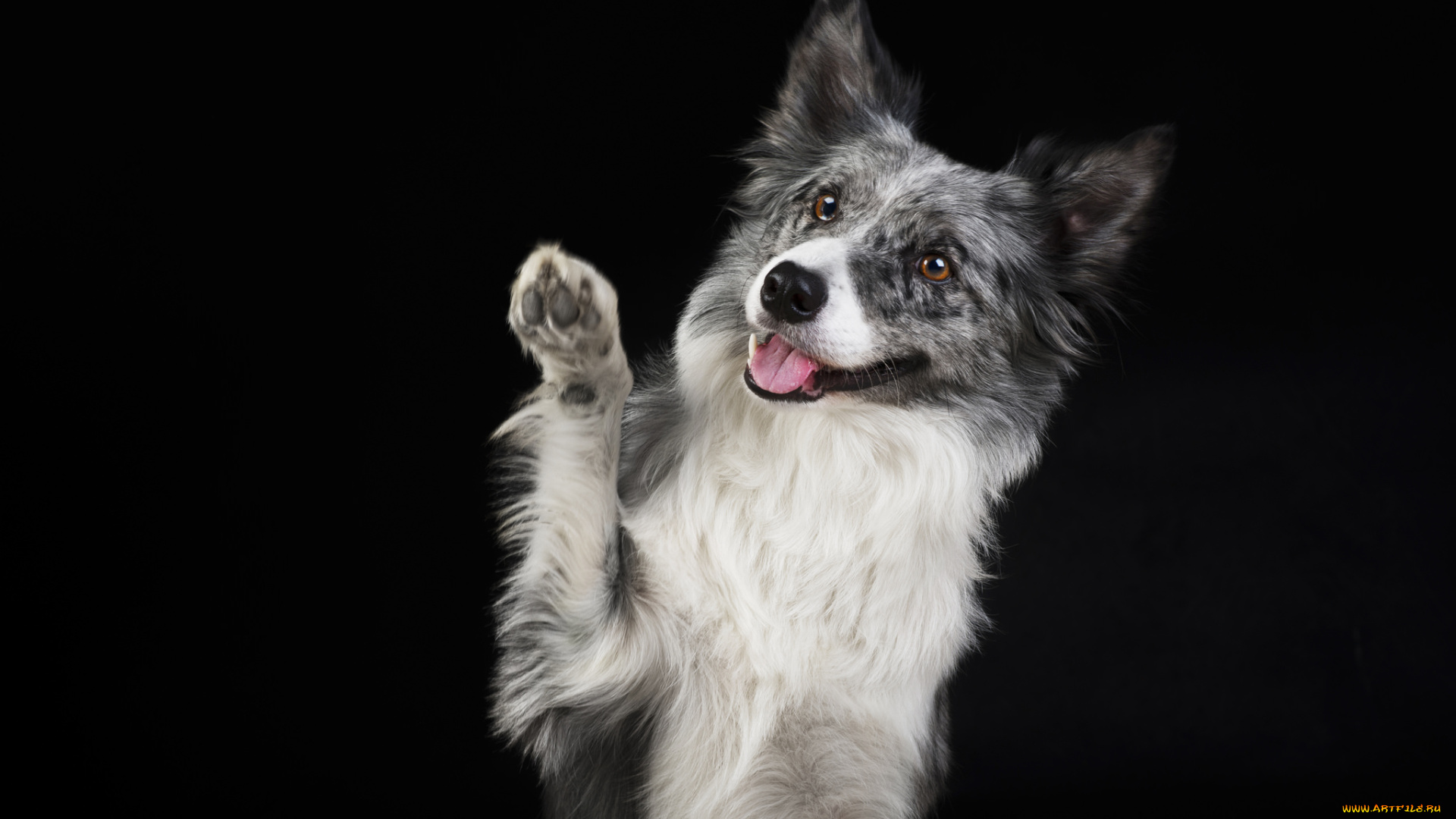 животные, собаки, пес