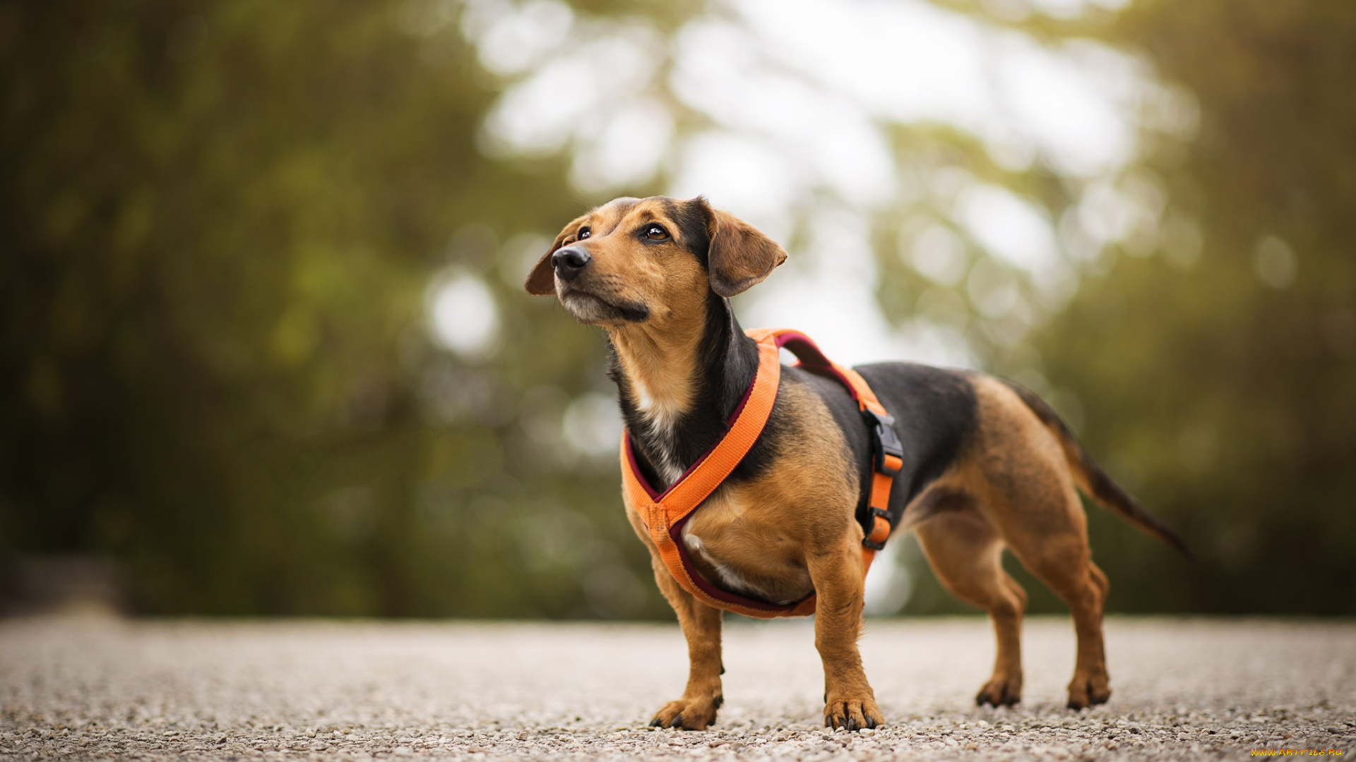 животные, собаки, пес