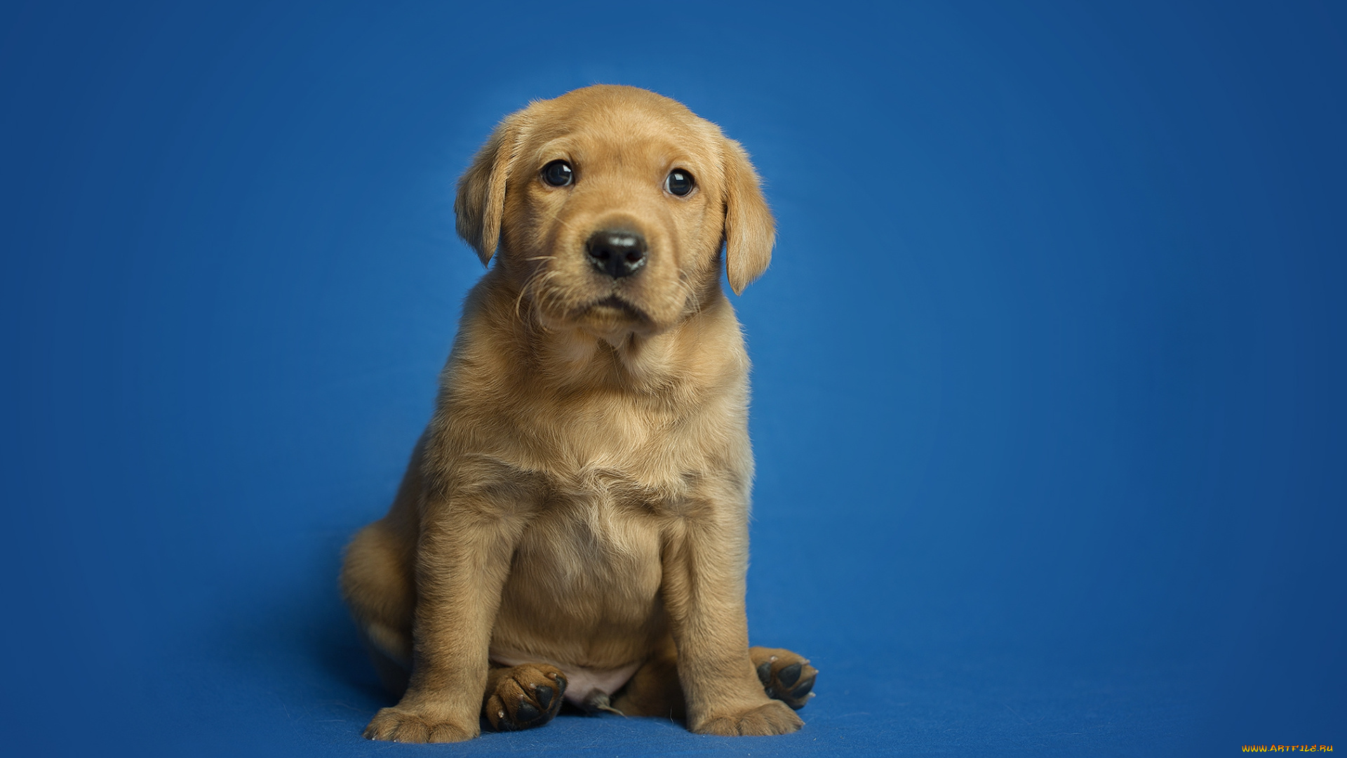 животные, собаки, пес