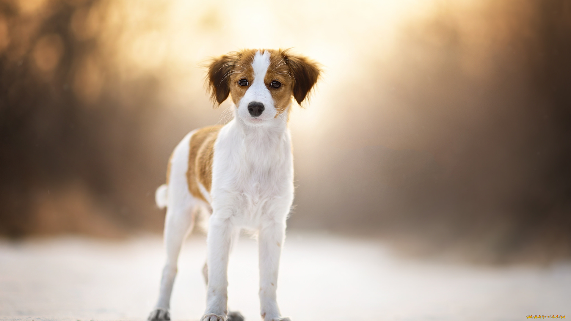 животные, собаки, пес