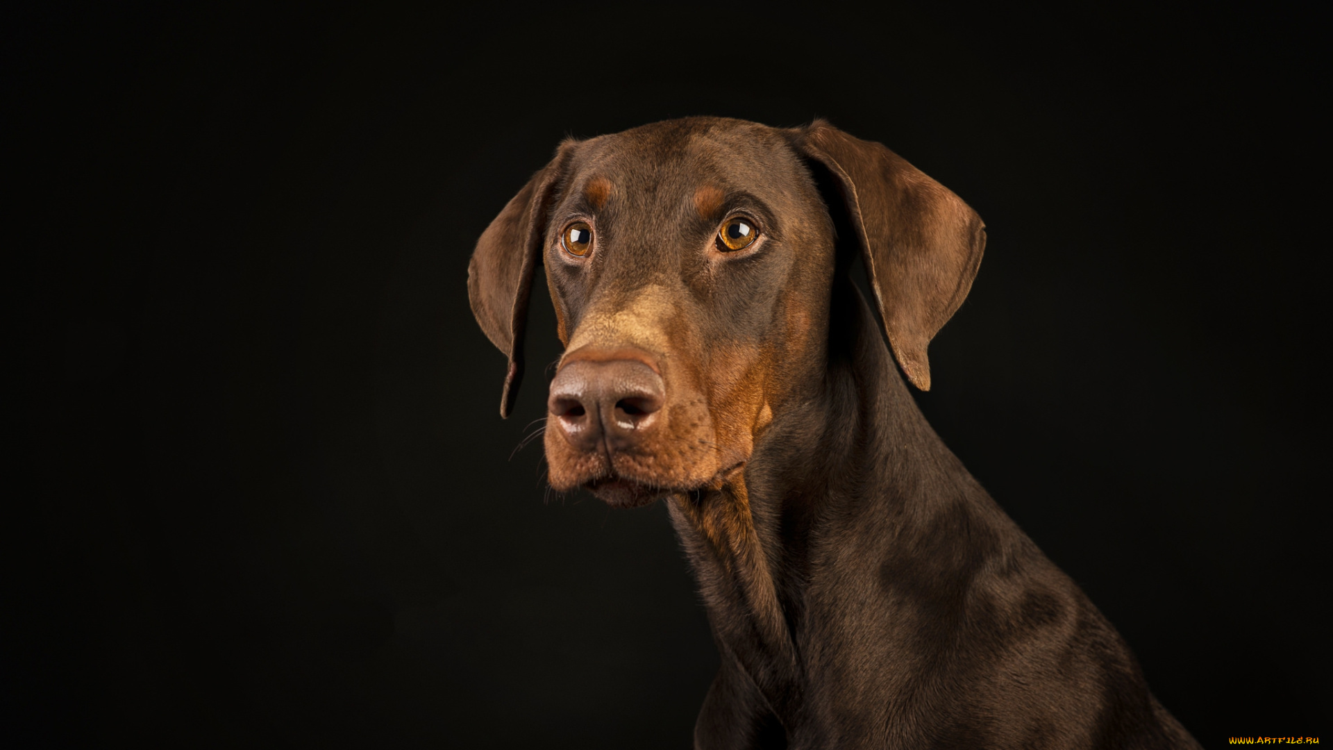 животные, собаки, пес