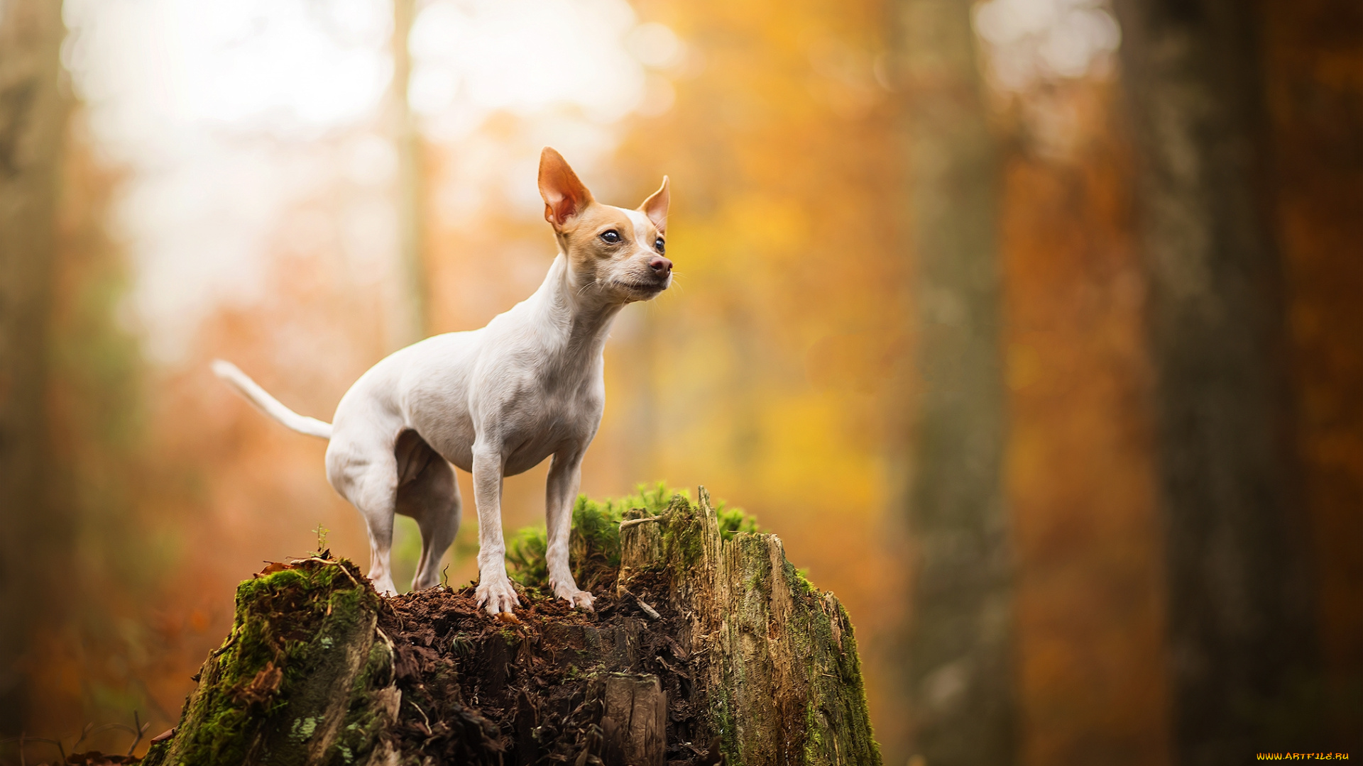 животные, собаки, пес