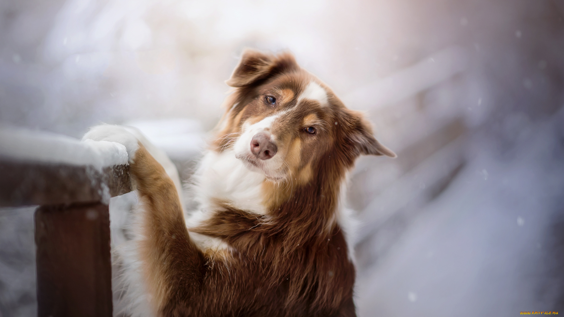 животные, собаки, пес