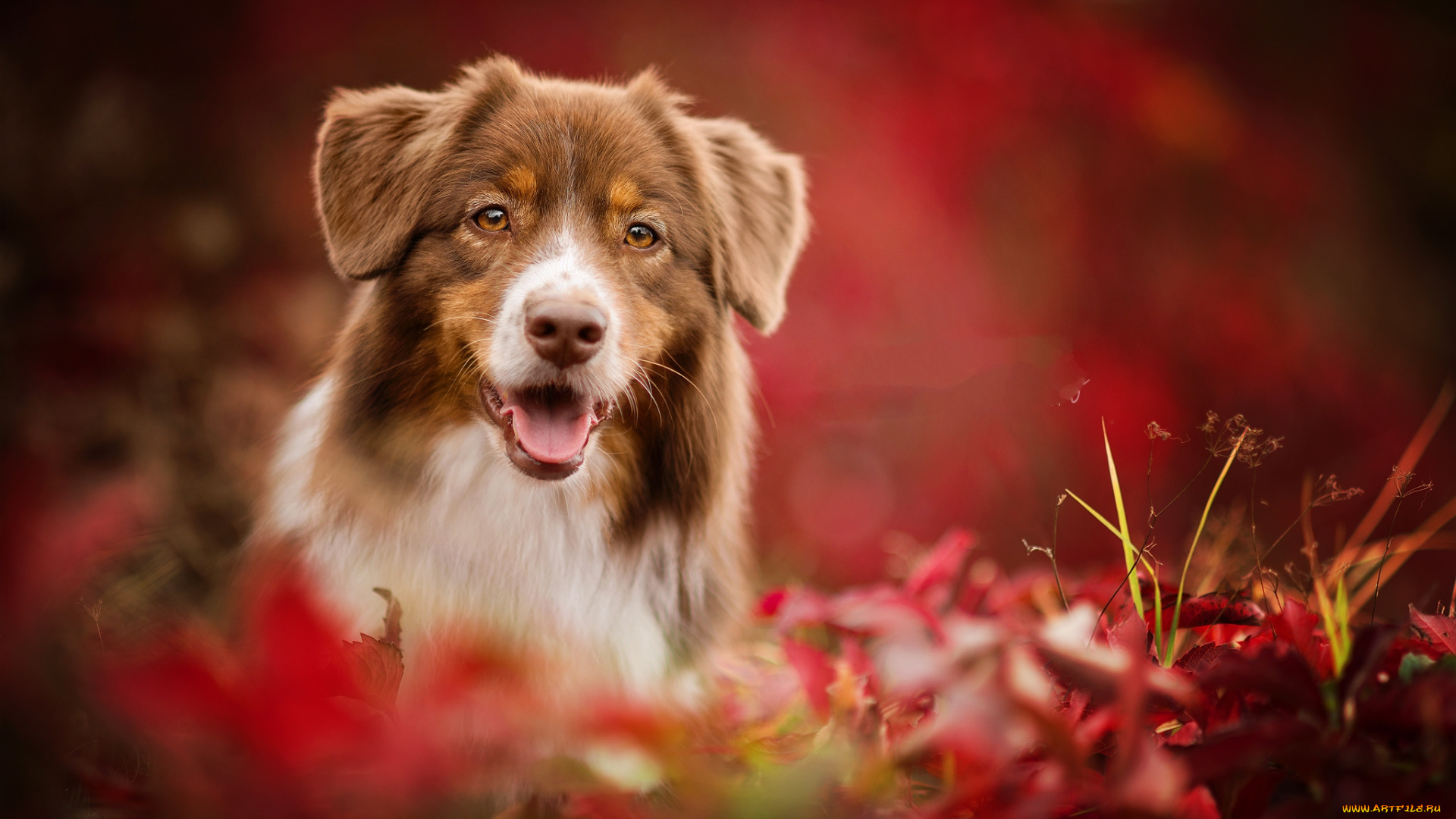 животные, собаки, пес