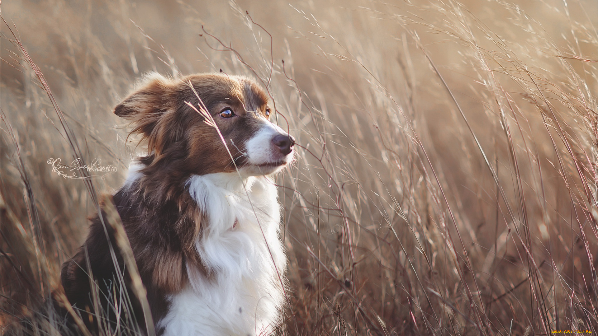 животные, собаки, собака, взгляд, друг