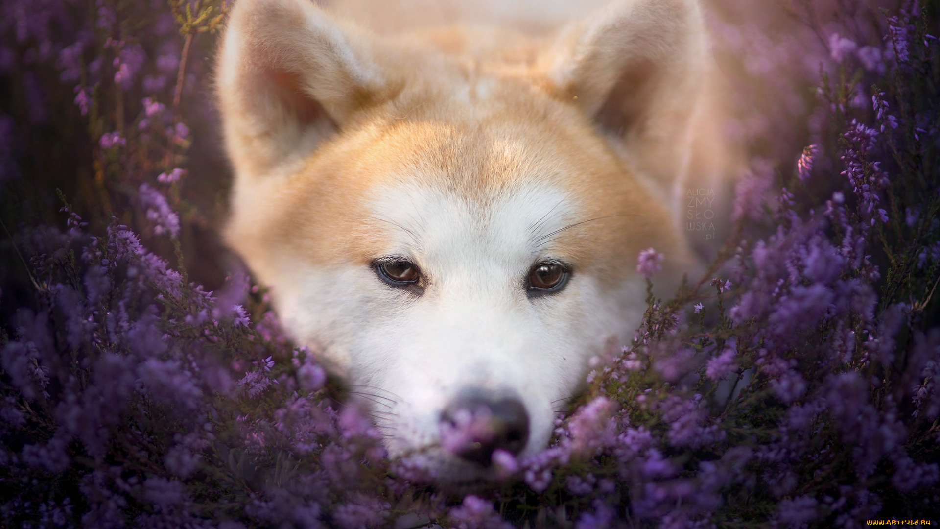 животные, собаки, взгляд, собака, природа