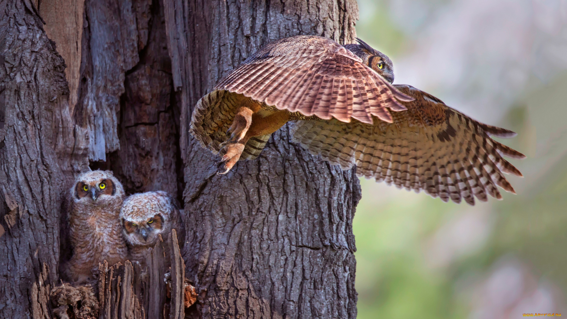 животные, совы, птенцы, дерево, сова, крылья, полёт