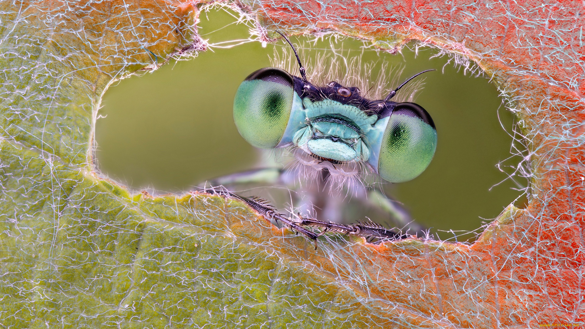 животные, стрекозы, макро, лист, глаза, стрекоза