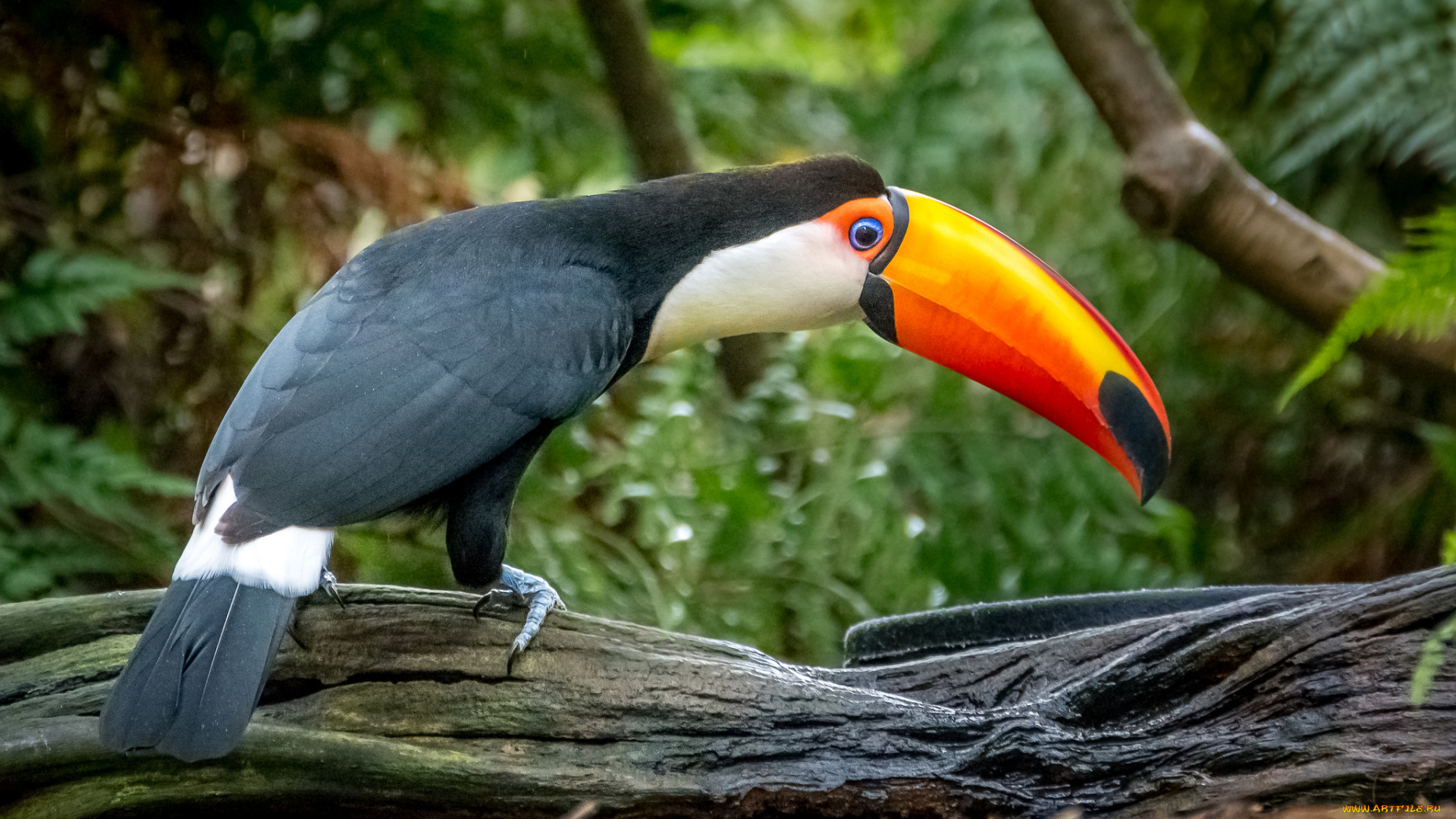 животные, туканы, птичка