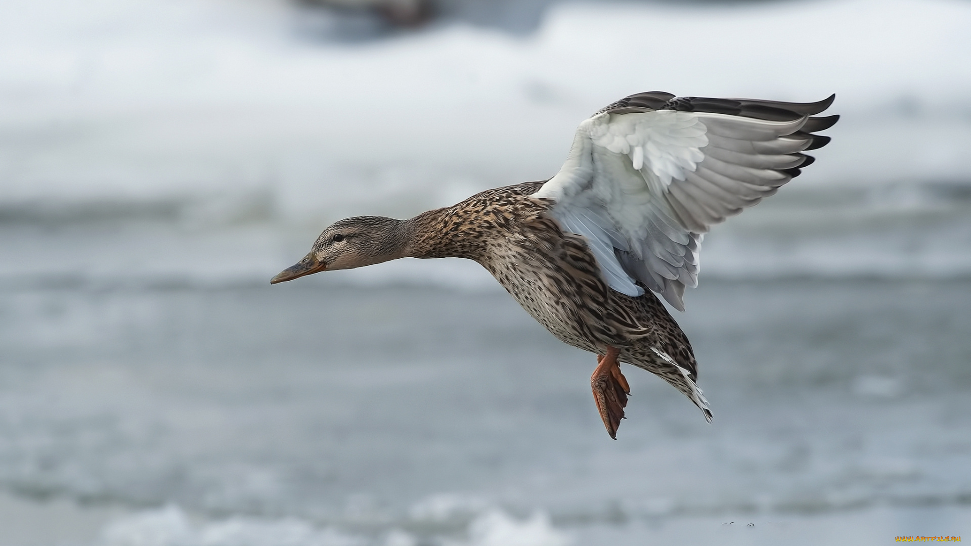 животные, утки, птичка