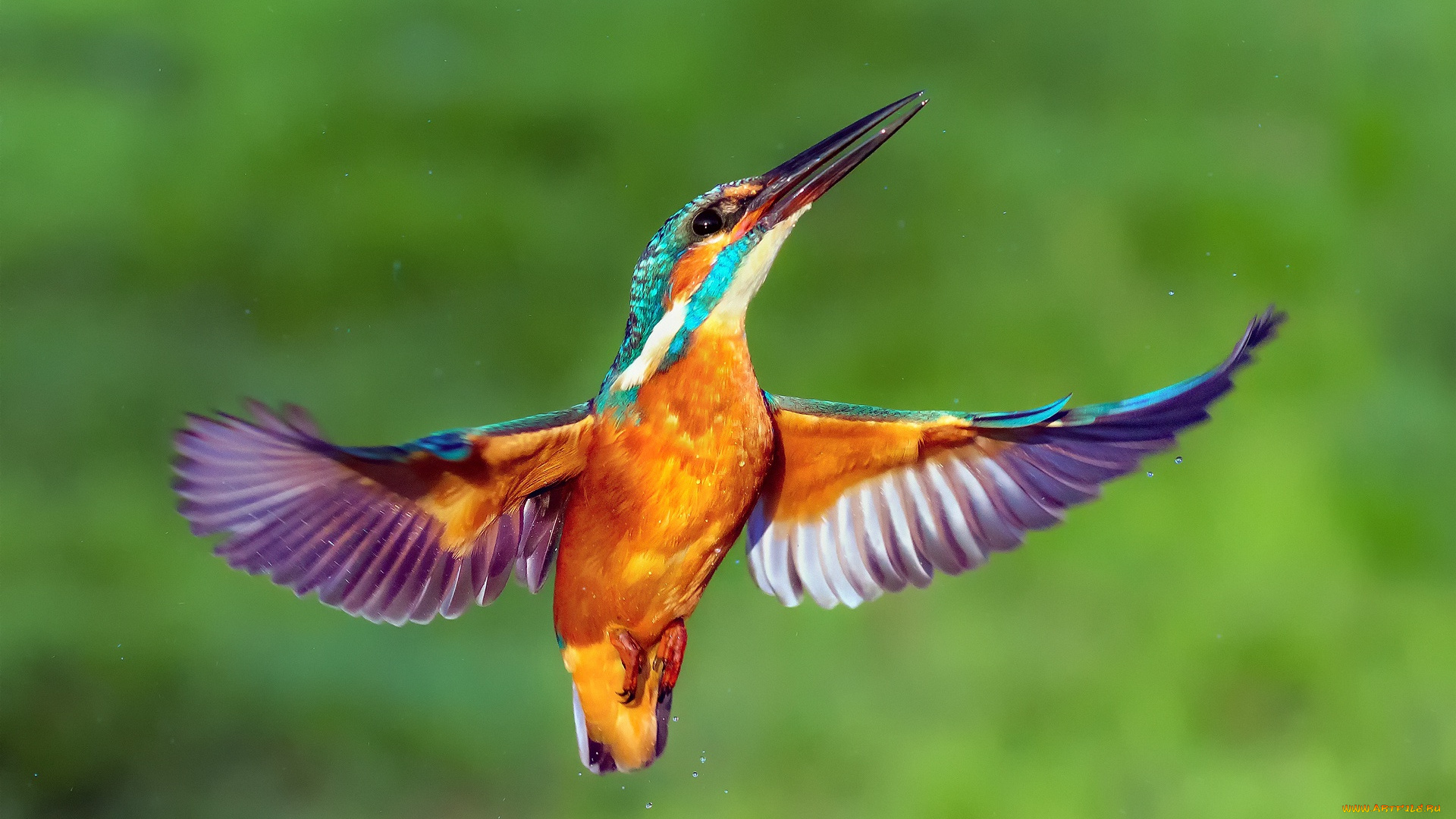 животные, зимородки, kingfisher, крылья, птица, зимородок, капли