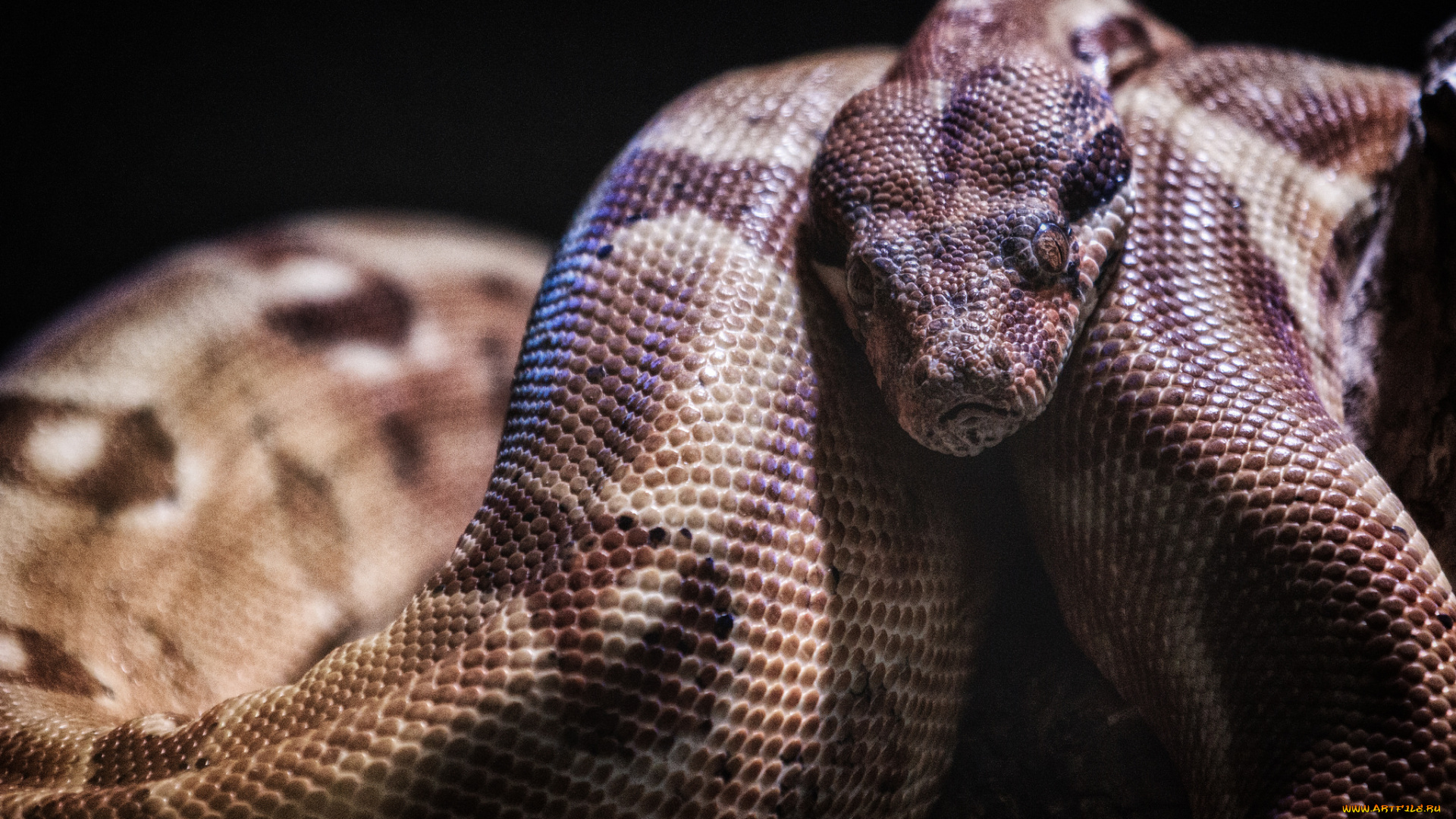 животные, змеи, , питоны, , кобры, удав