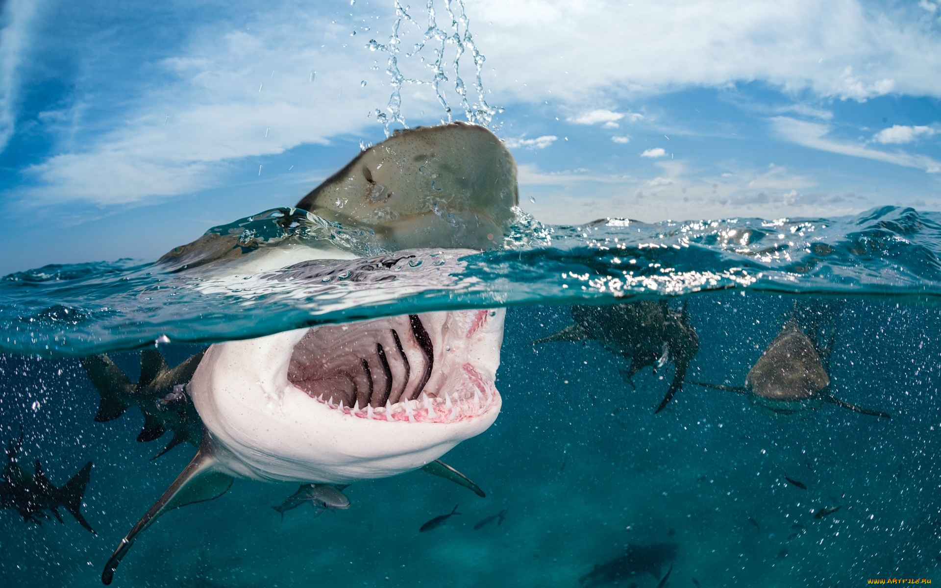 животные, акулы, море, акула, пасть, рыбы