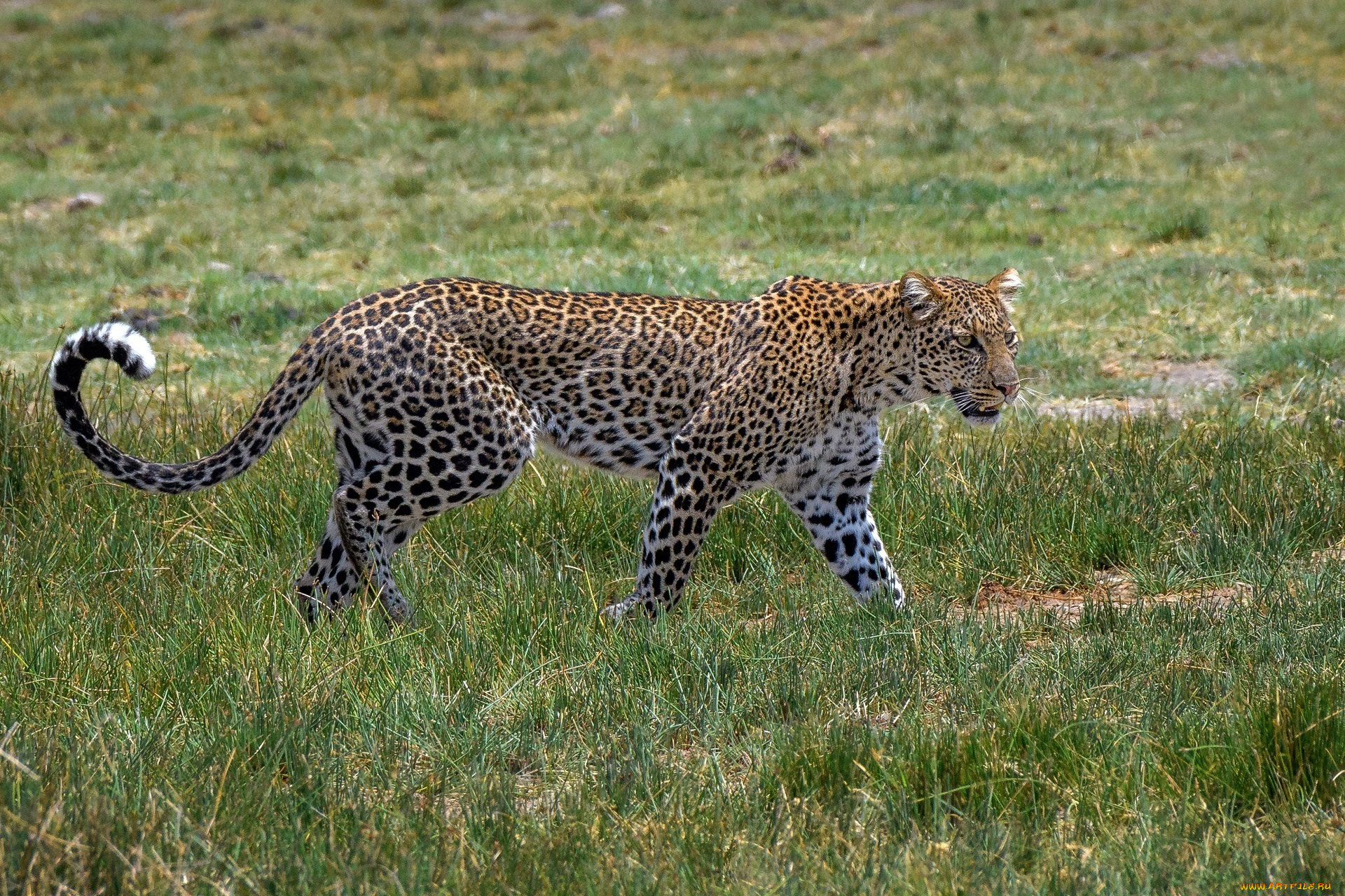 животные, леопарды, кошка, трава, пятна, окрас, грация, идёт, африка