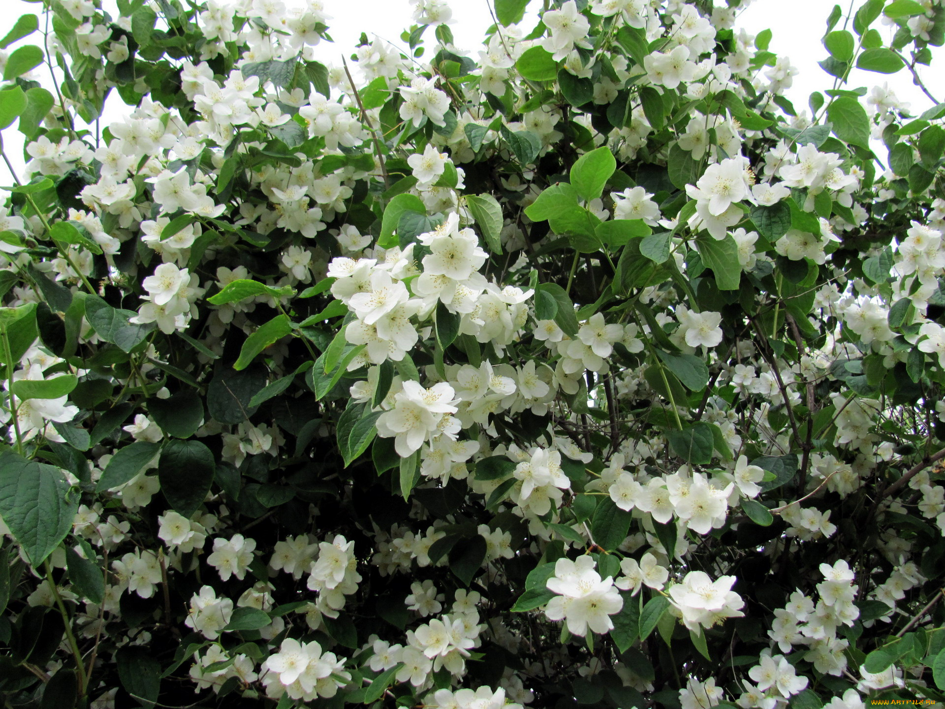 цветы, жасмин, белый