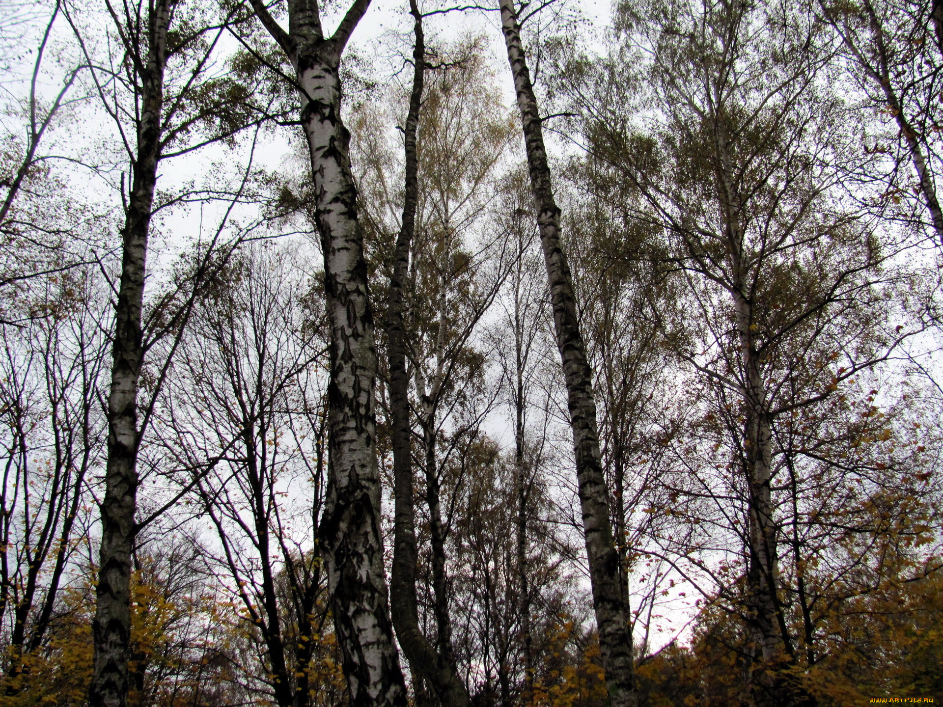 природа, деревья, березы