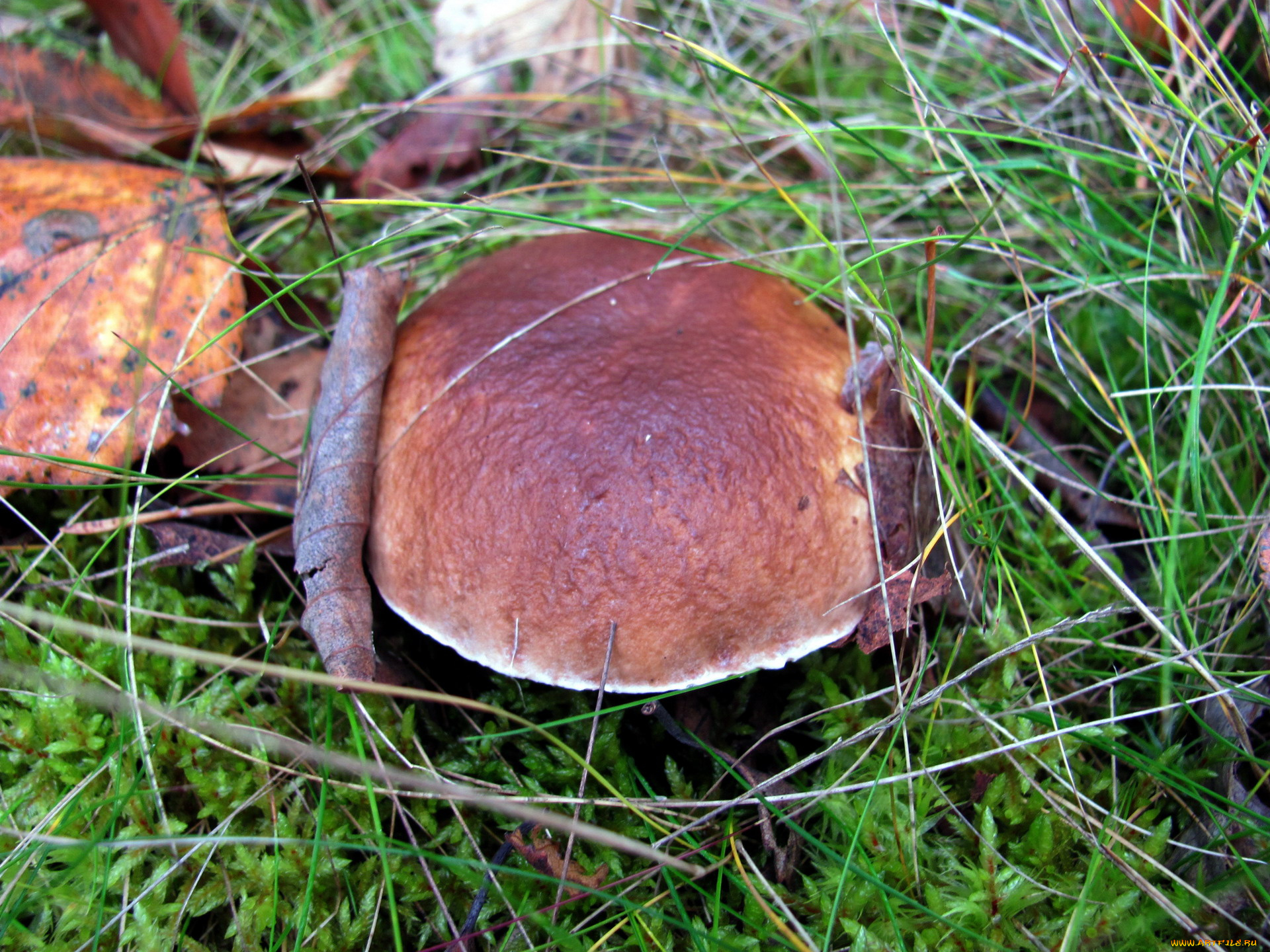 природа, грибы, боровик