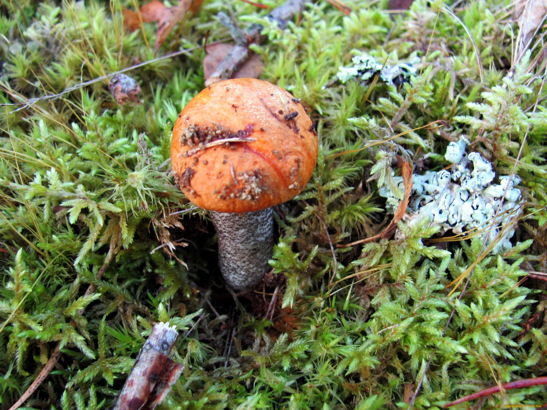 природа, грибы, подосиновик