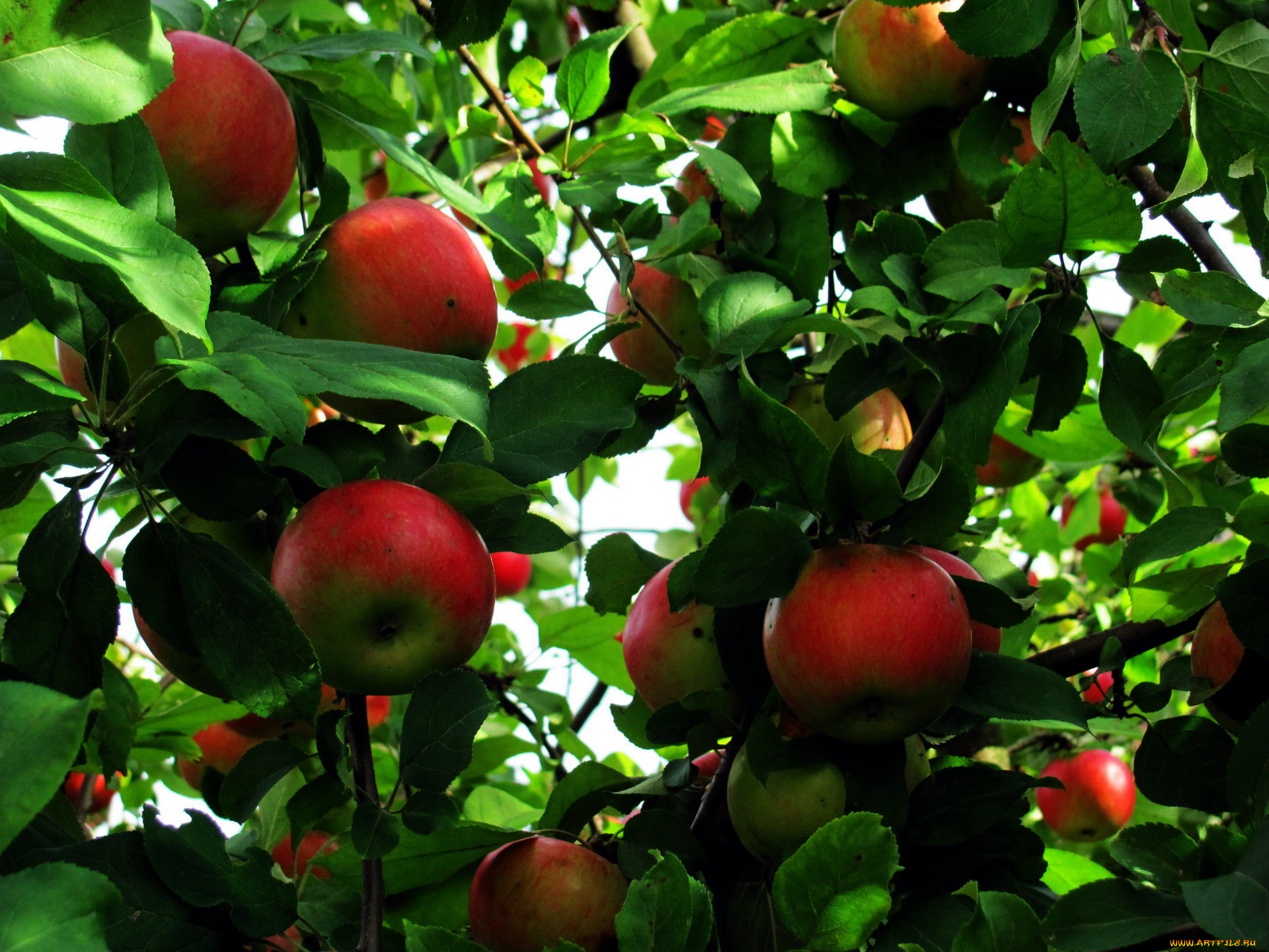 природа, плоды, яблоки