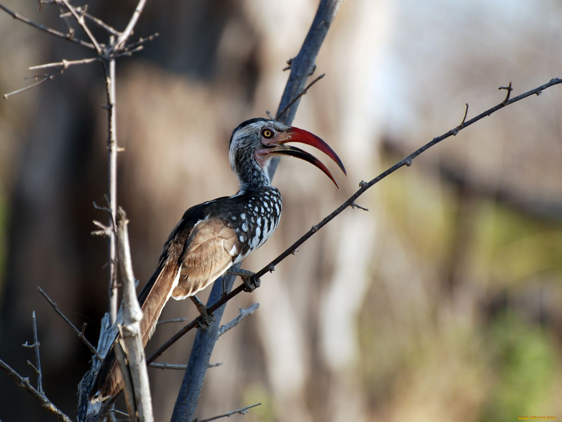 животные, птицы, ветка, клюв, экзотическая, птица