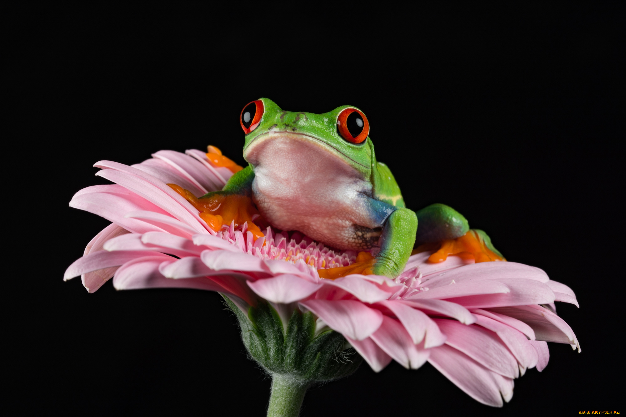 животные, лягушки, лягушка