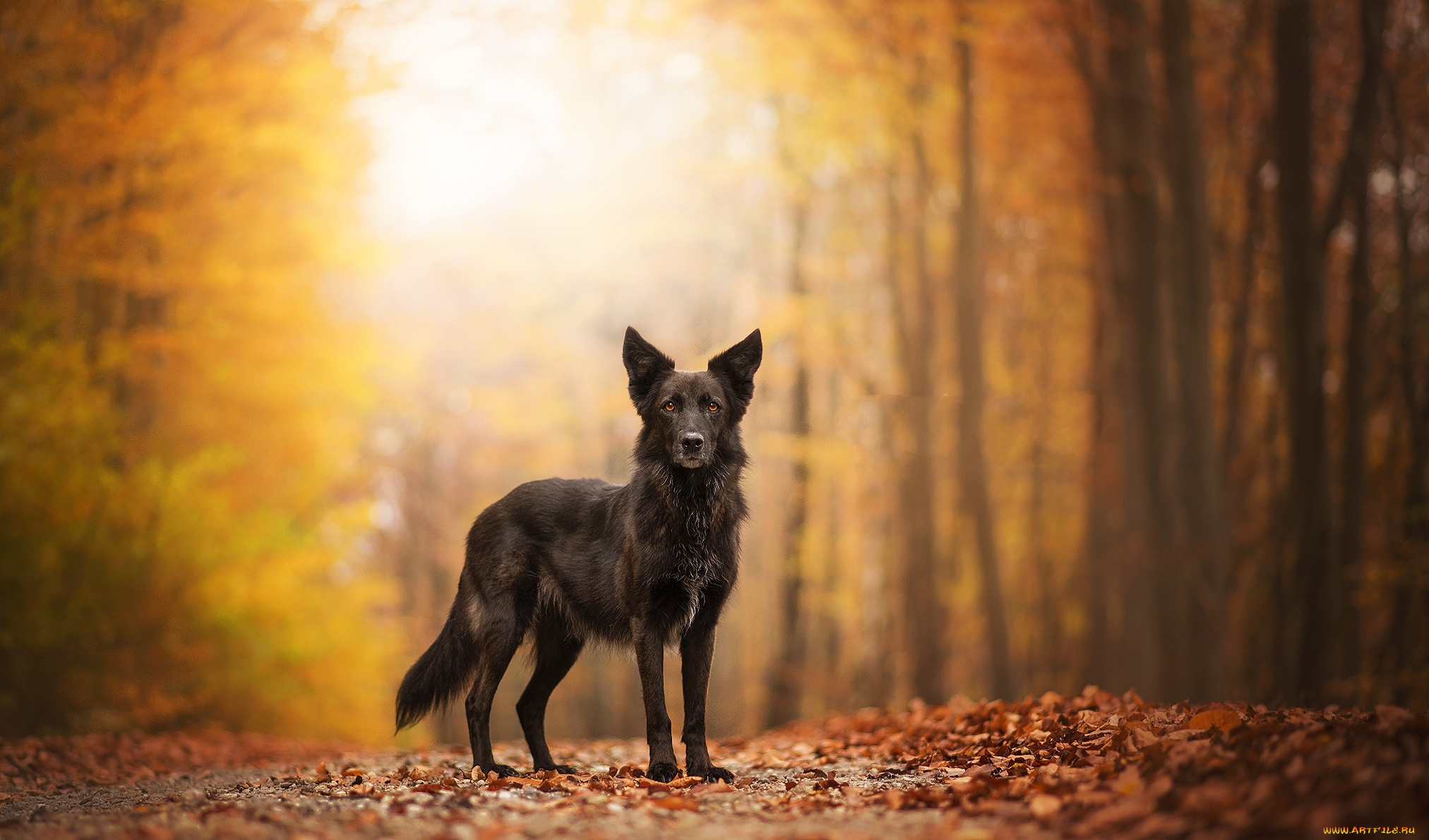 животные, собаки, пес