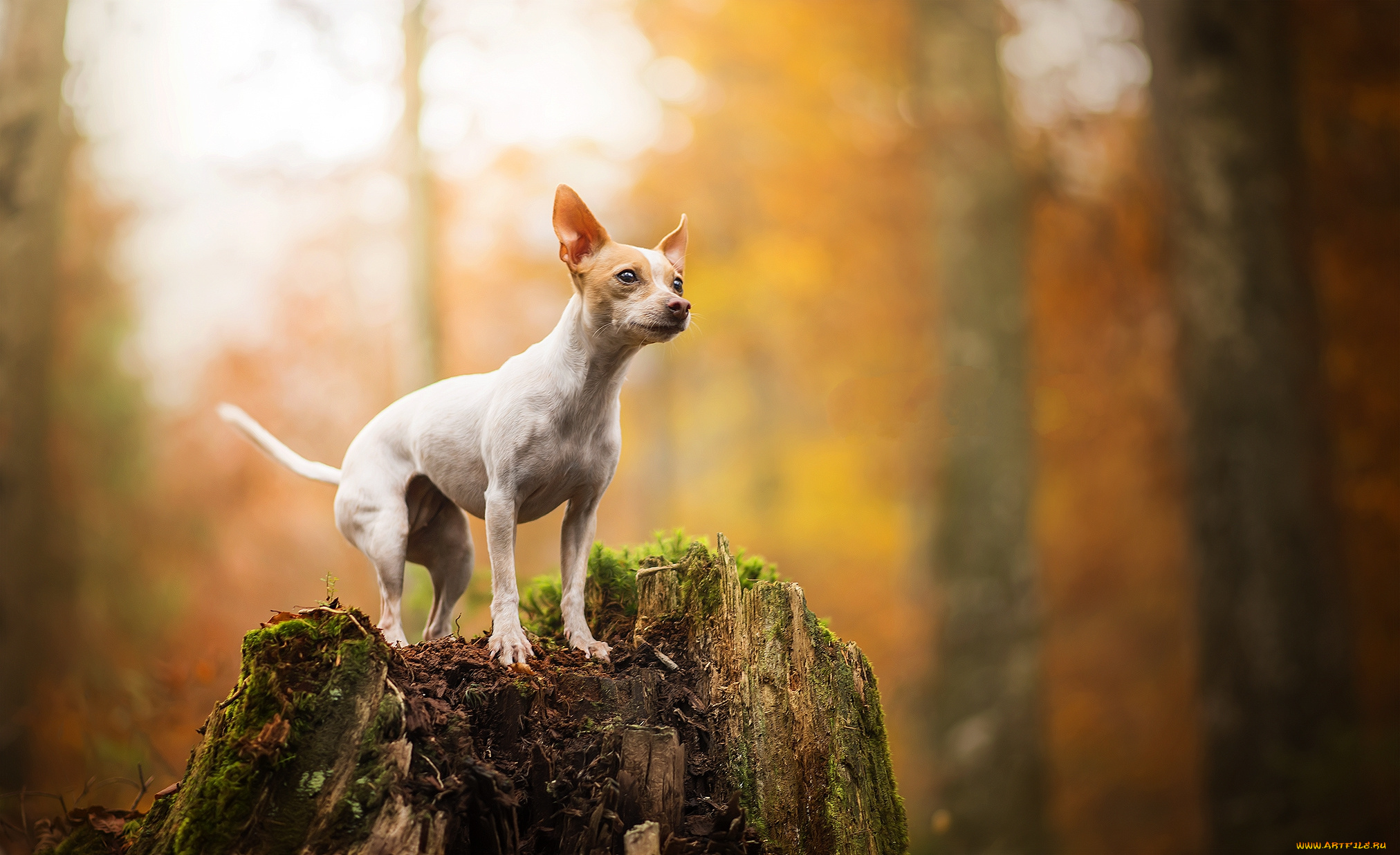 животные, собаки, пес