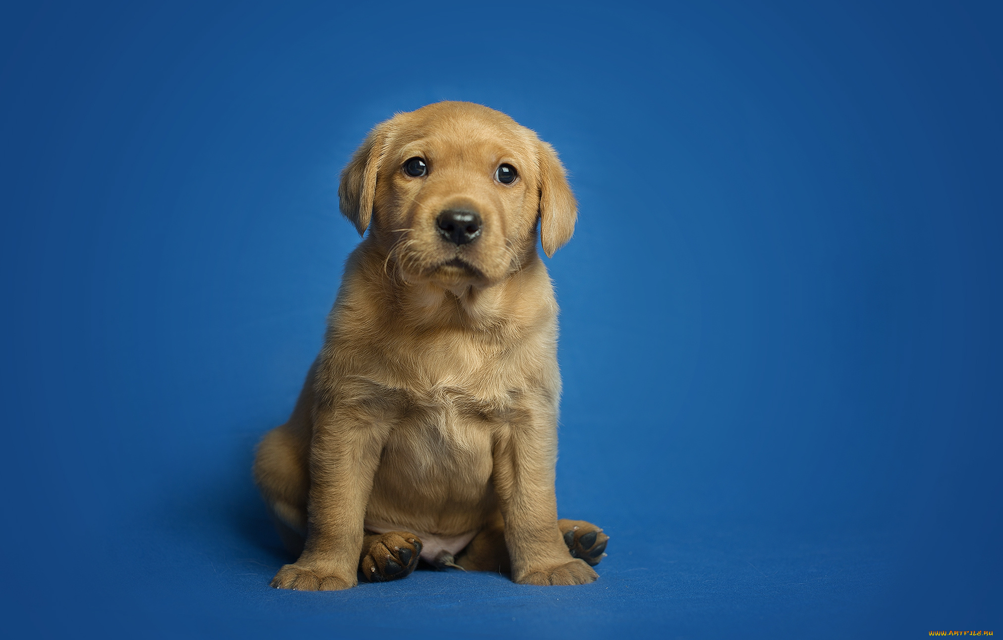 животные, собаки, пес