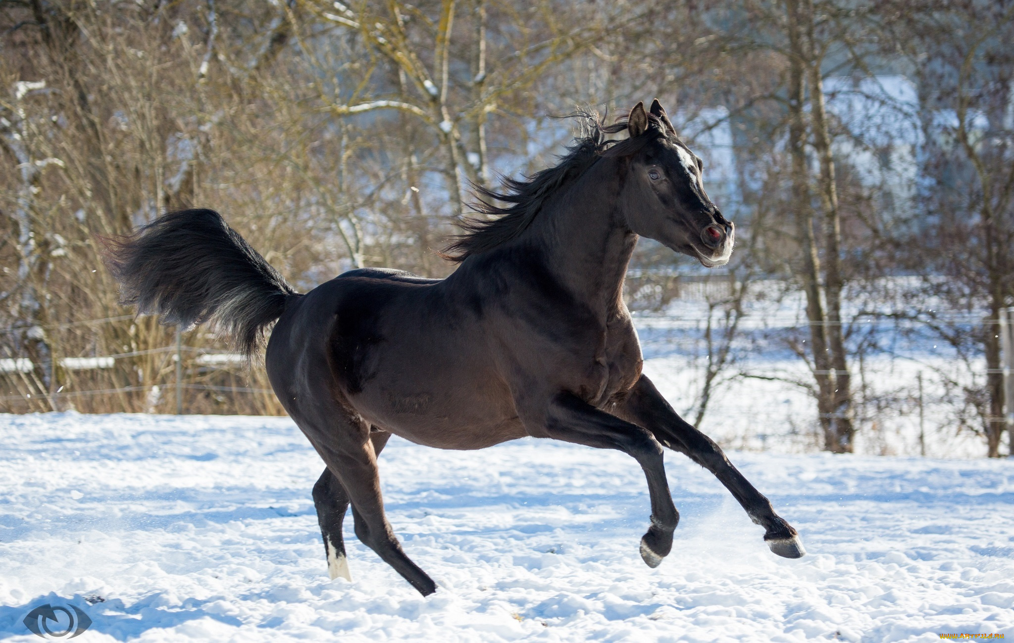 автор, , oliverseitz, животные, лошади, конь, вороной, бег, движение, грация, мощь, красавец, взгляд, позирует, зима, снег, загон