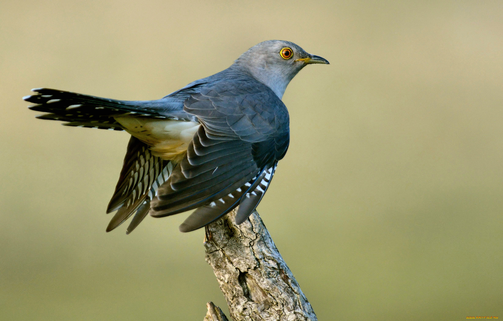 животные, птицы, птичка