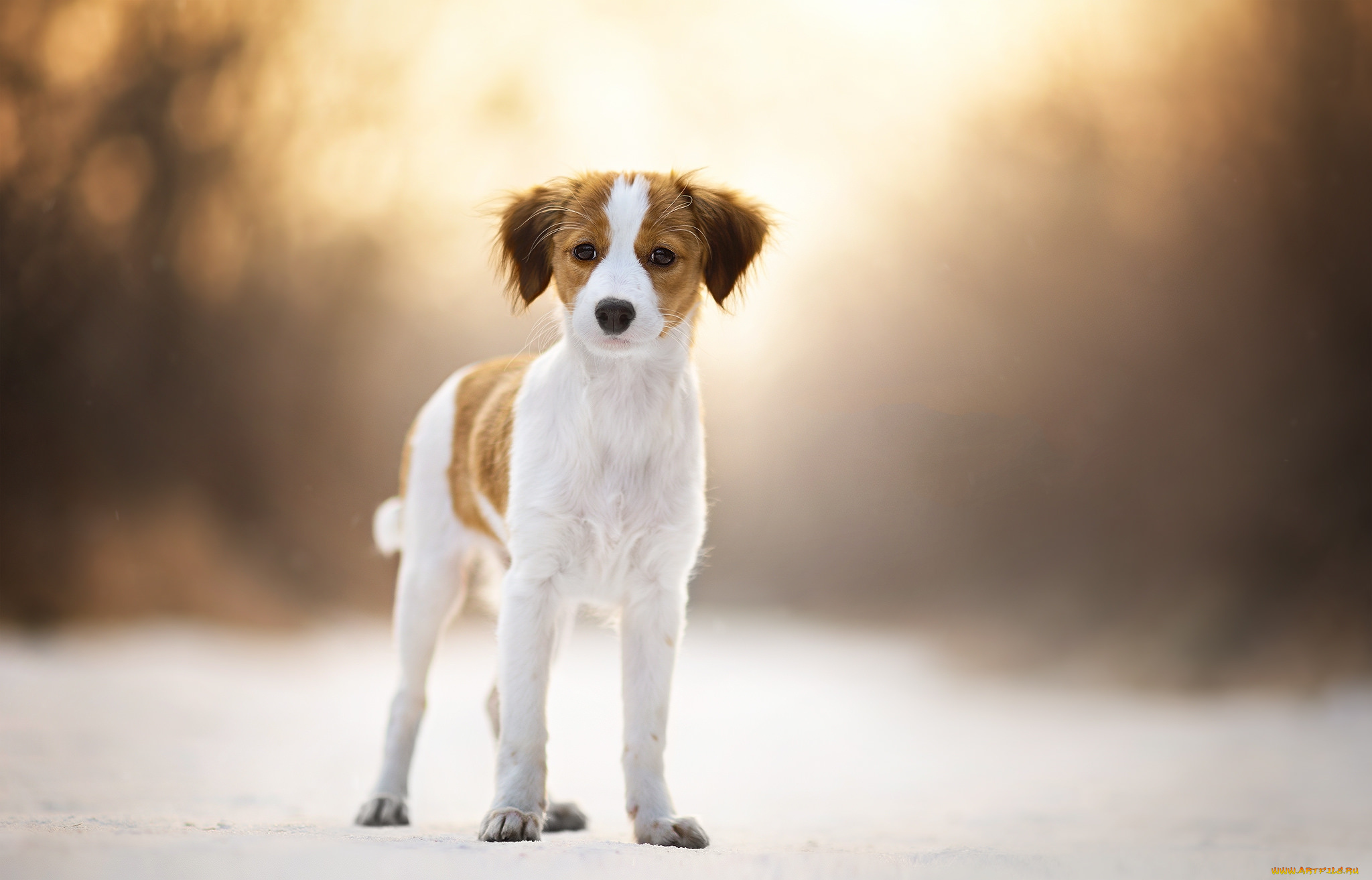 животные, собаки, пес