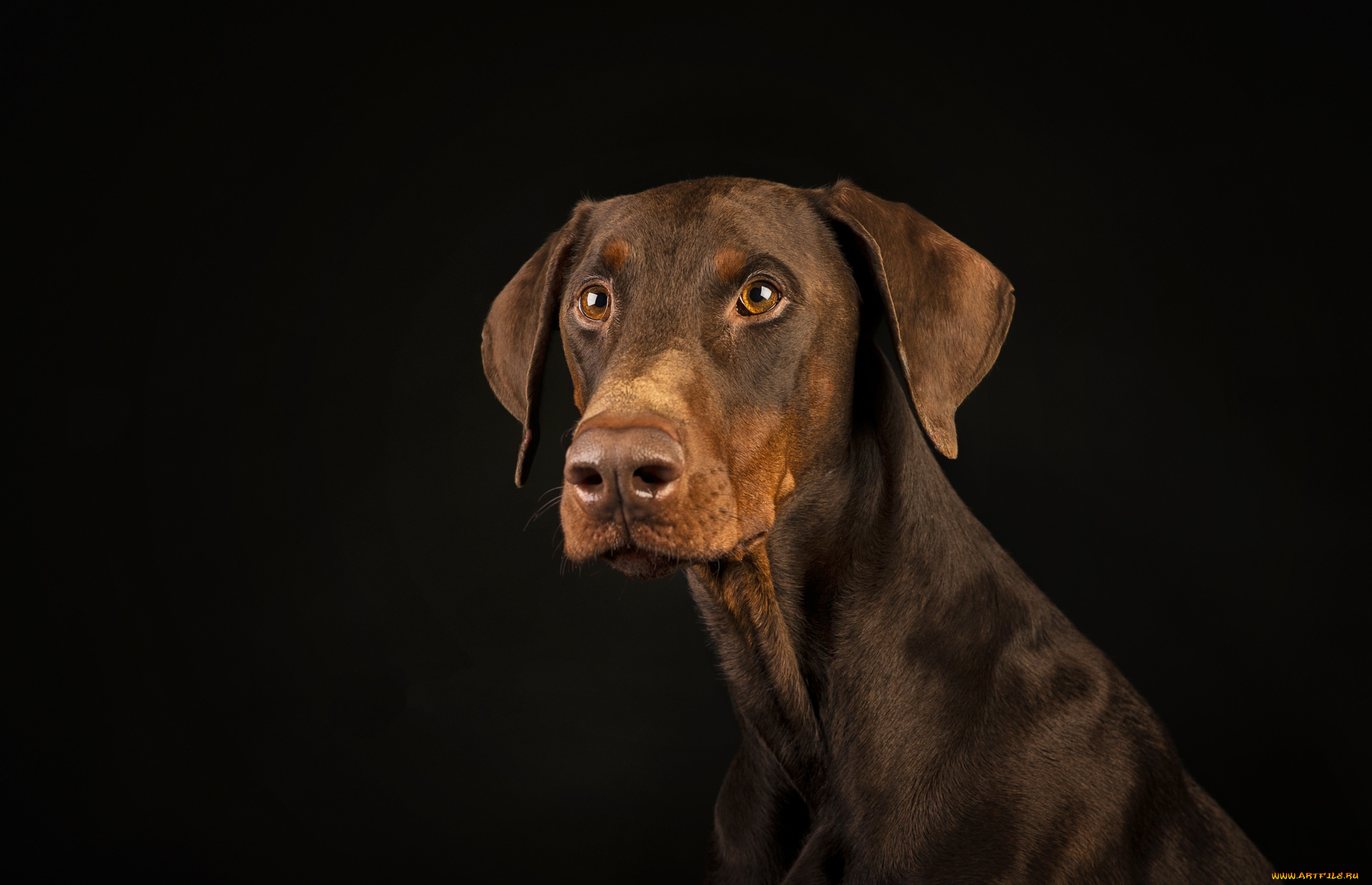 животные, собаки, пес