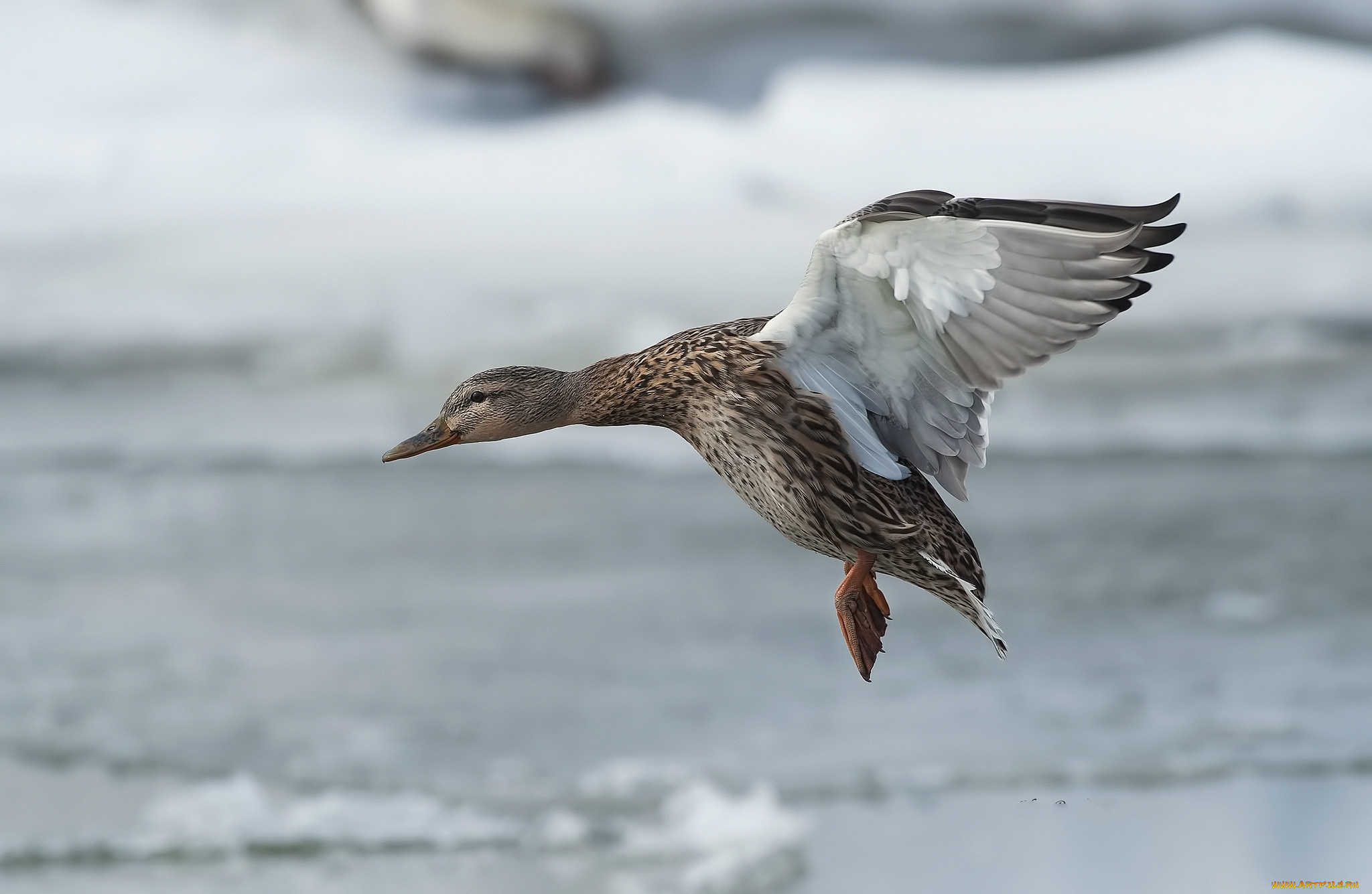 животные, утки, птичка