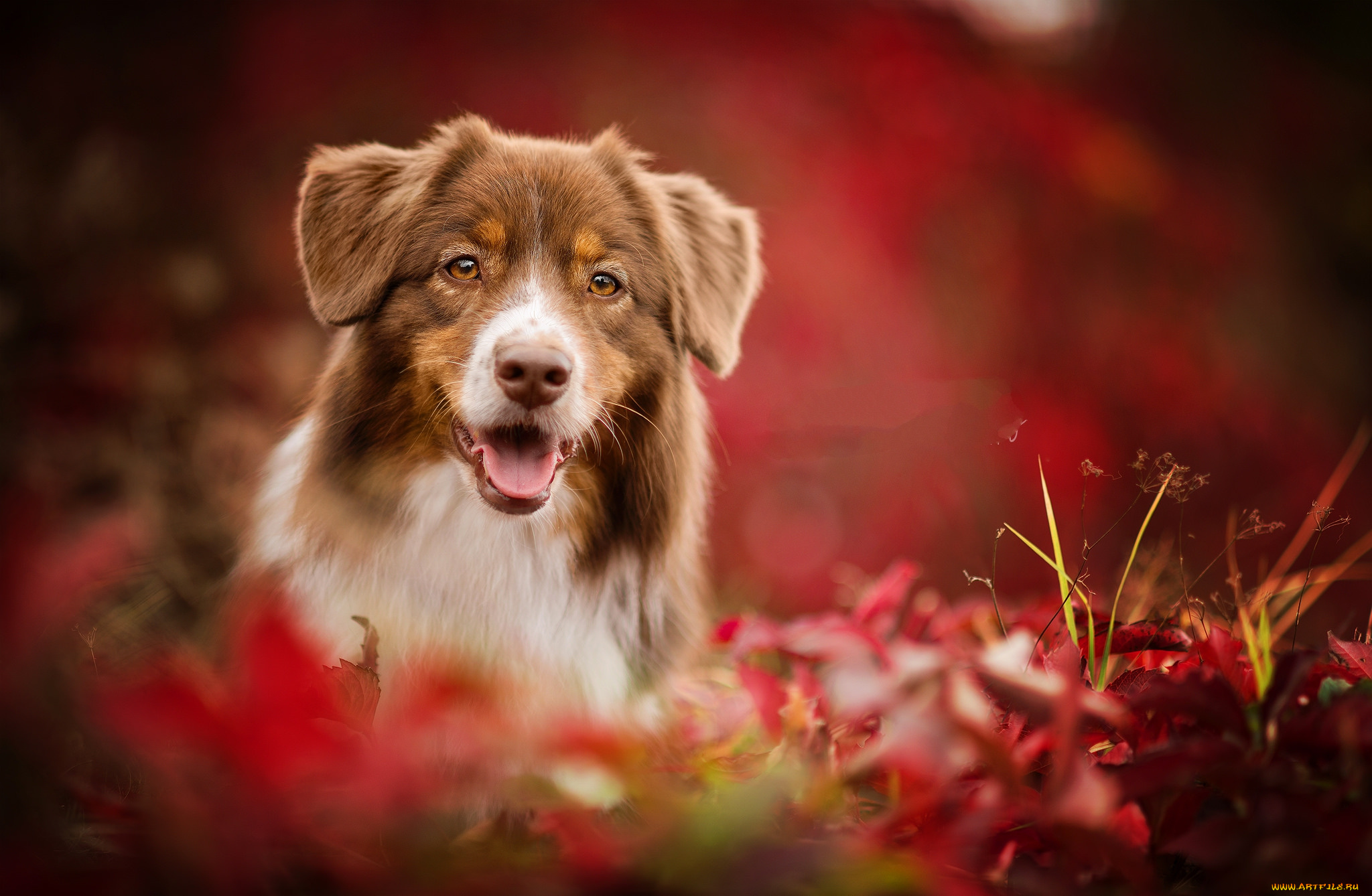 животные, собаки, пес