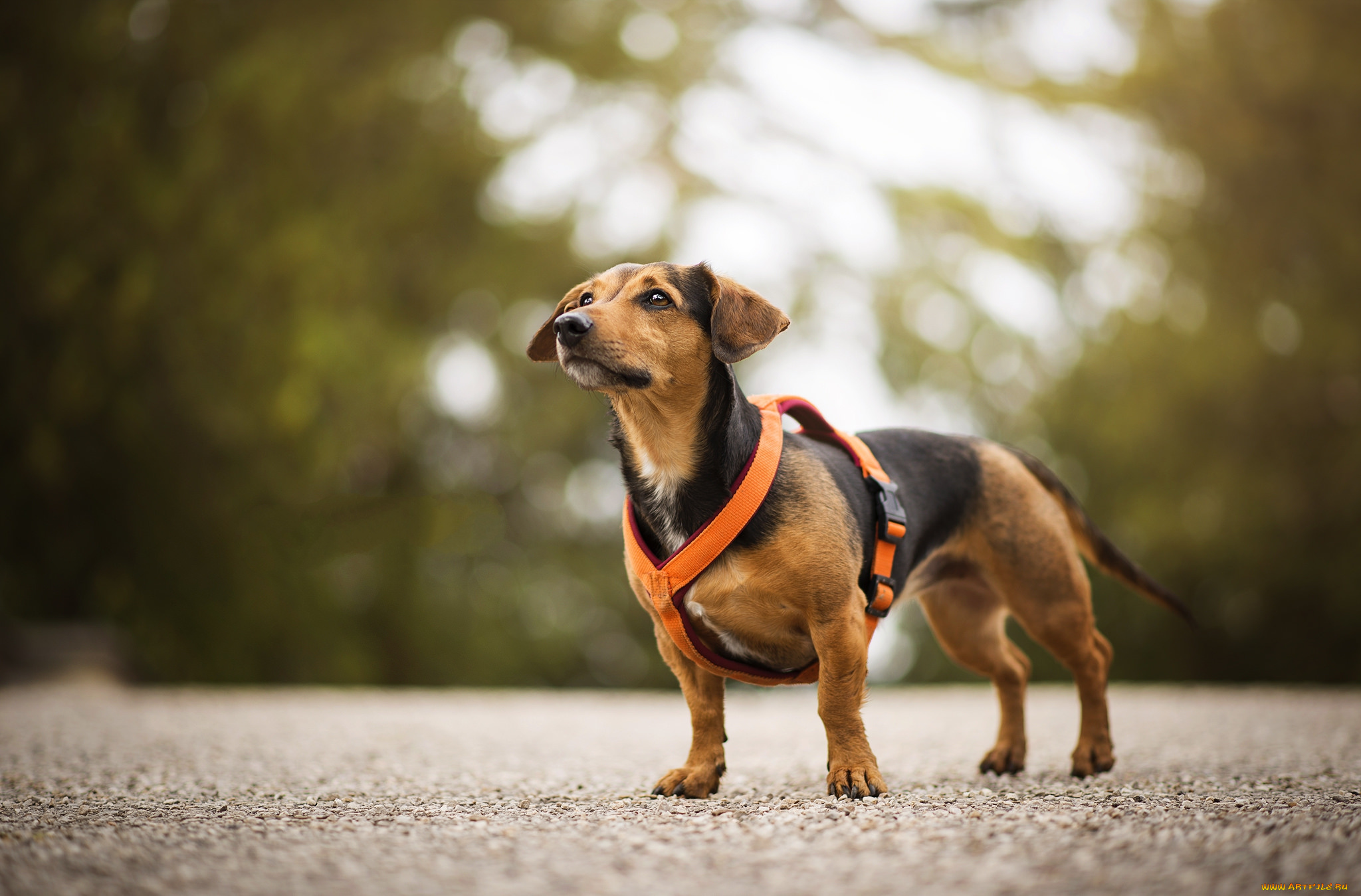животные, собаки, пес