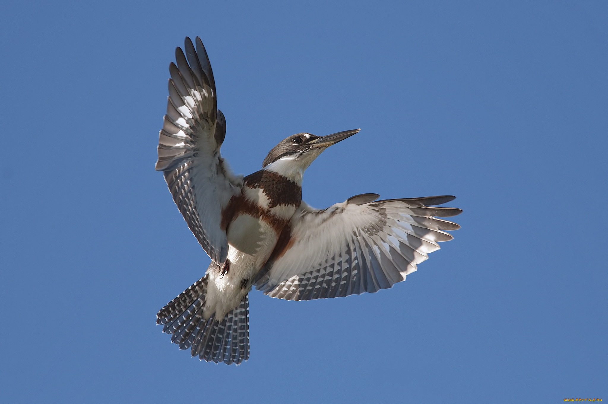 животные, птицы, птичка